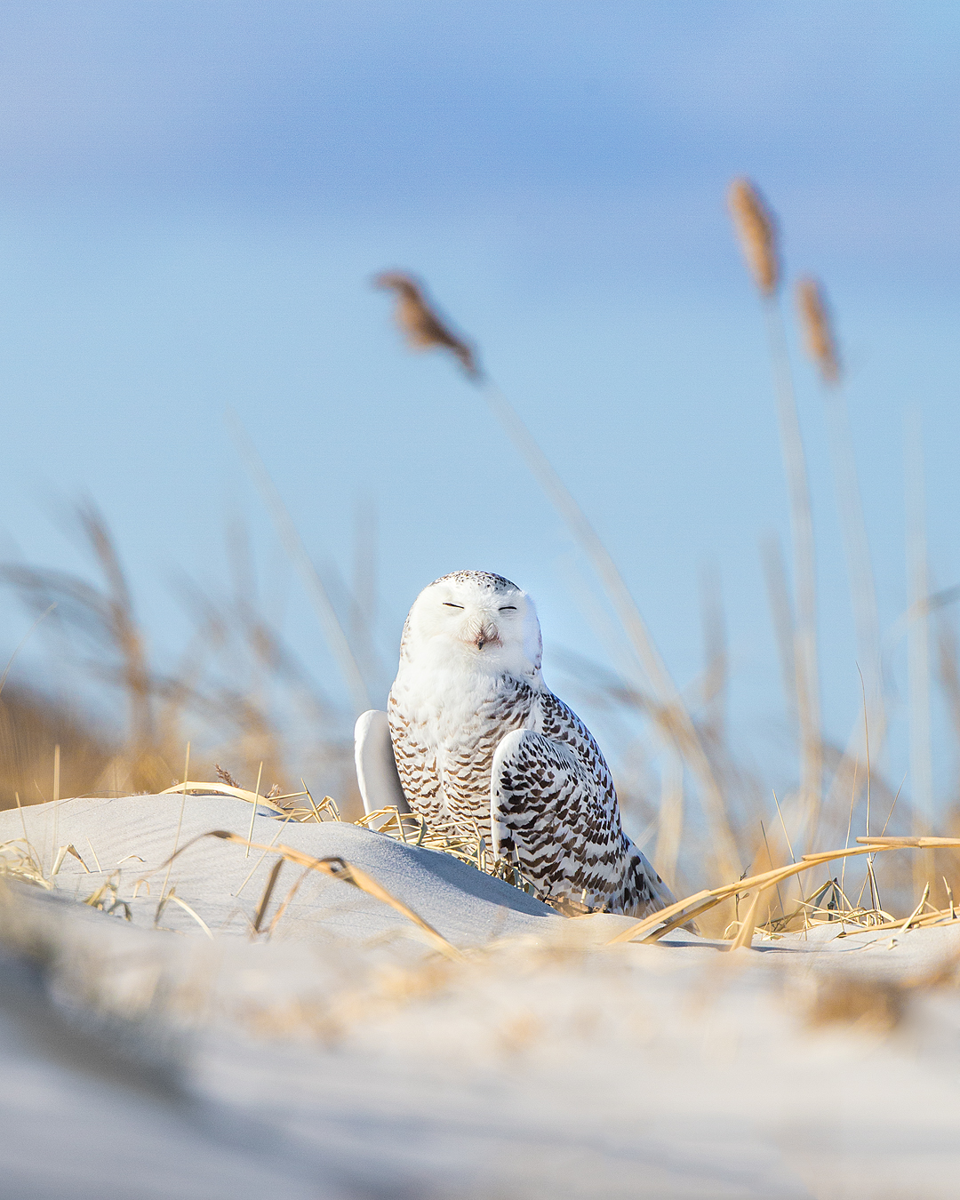 Snowy Owl at Crane Beach in Ipswich, MA