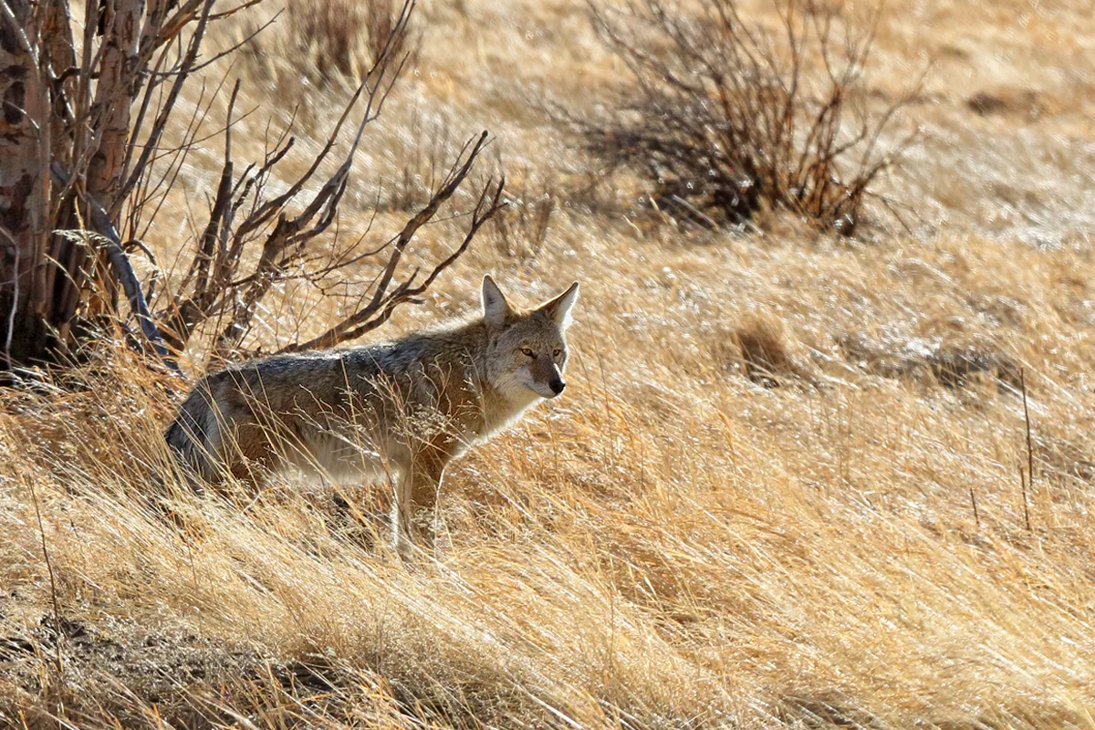 Coyote at Rocky Mountain NP in Estes Park, CO