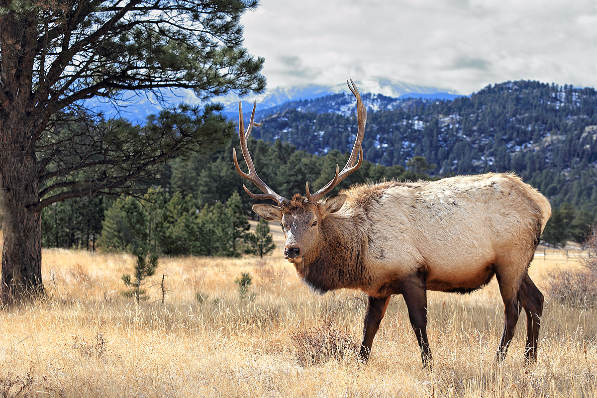 Elk at Rocky Mountain NP in Estes Park, CO