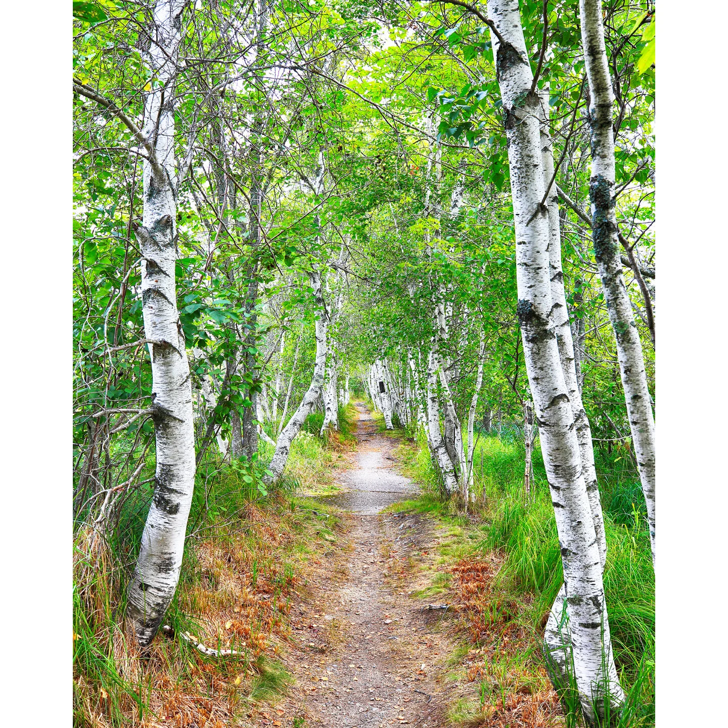 AcadiaBirchPath_Webstore.jpg
