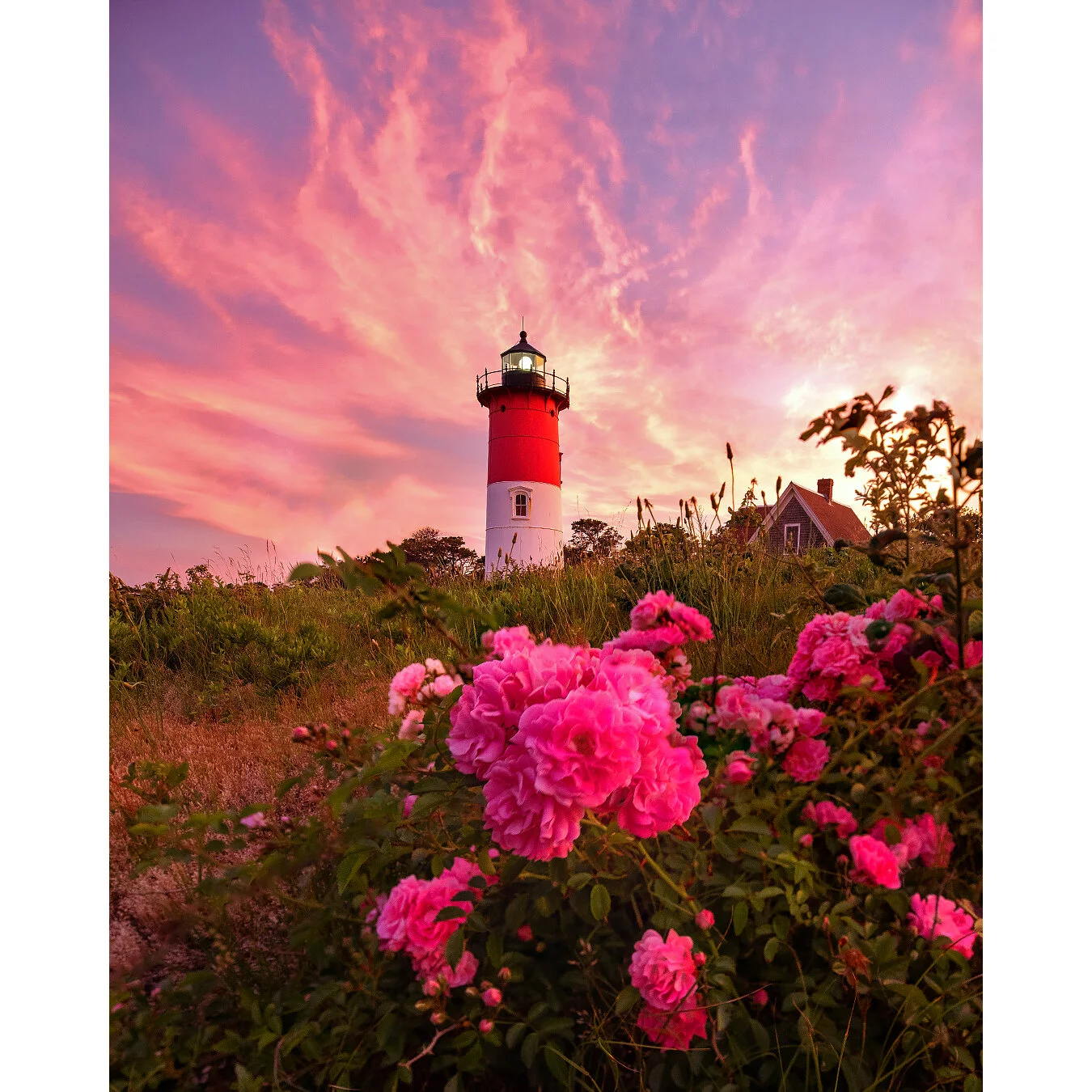 NausetFlowerSunset_webstore.jpg
