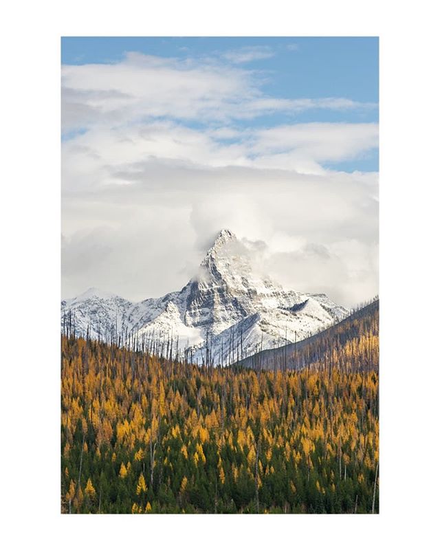 It's starting to look a little bit like fall around here again...until the next snowstorm hits. &bull;
&bull;
&bull;
&bull;
&bull;
#glaciernationalpark #glaciernps #playglacier #glacierMT #MontanaMoment #mtbigskyseries #lastbestplace #visitmontana #v