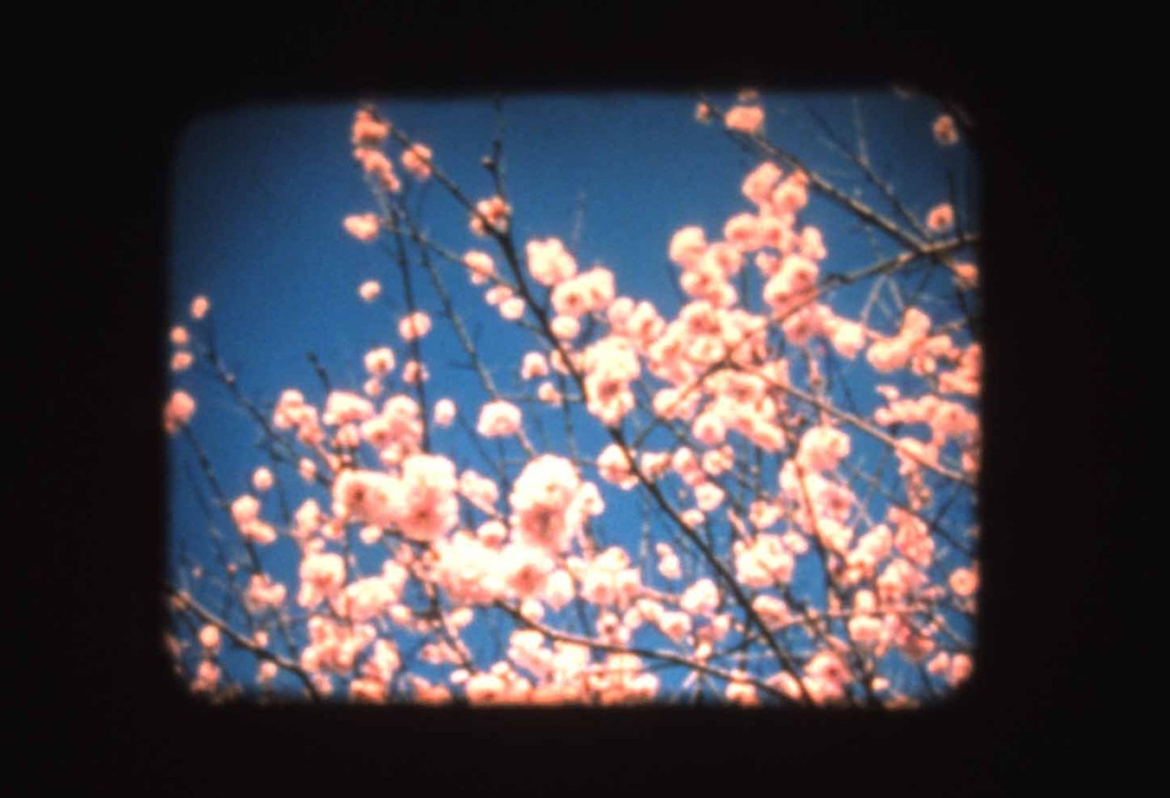 "Bouvier and Prusakova", 5 minute sound clip, 16mm film with sound