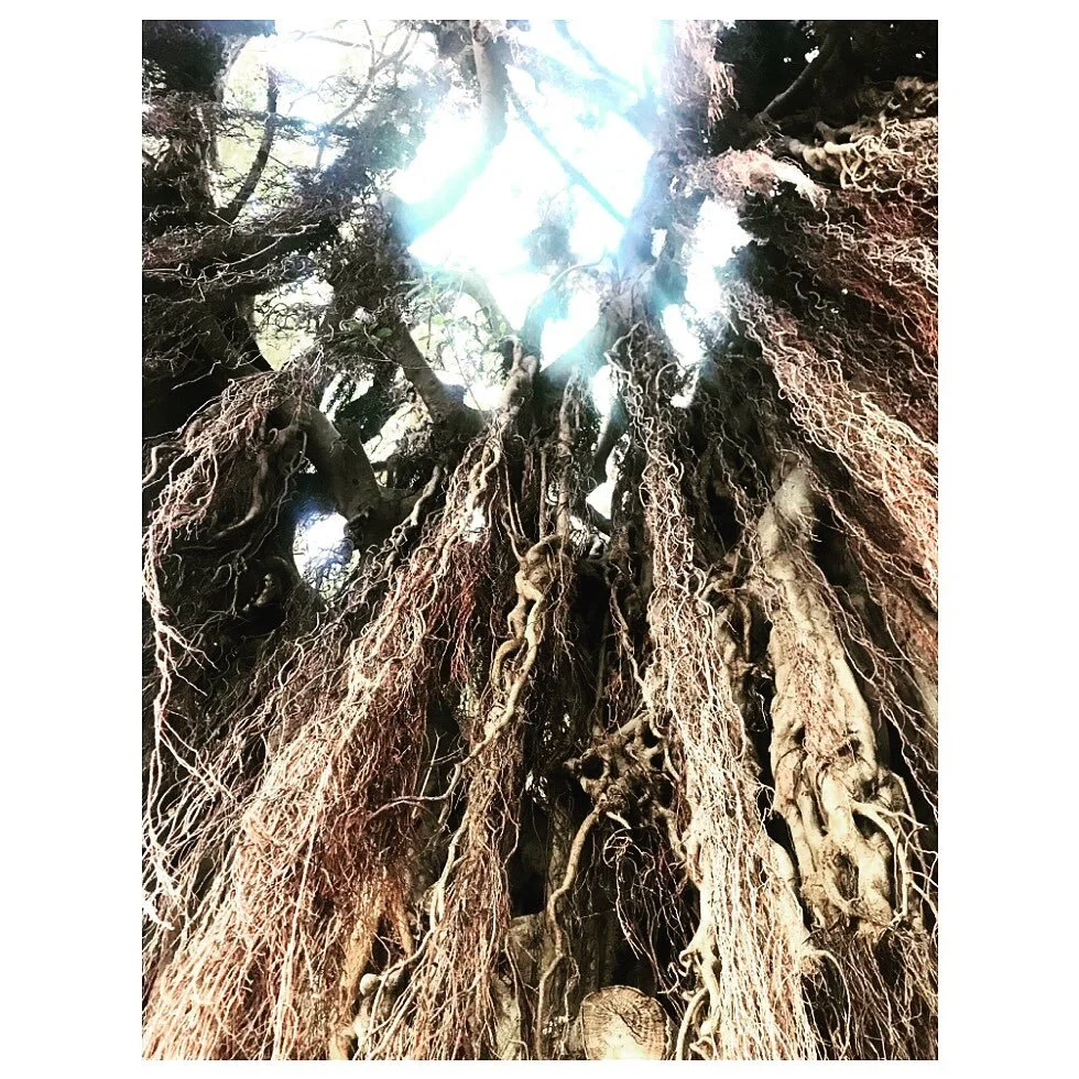 Aerial roots twisting and twirling to the ground. Magical light streaming down a giant, old fig tree. There&rsquo;s magic in the air&hellip;#instagood #instagram #instamagic #magical #magickingdom #old #oldfigtree #photography #woods #tree #instatree