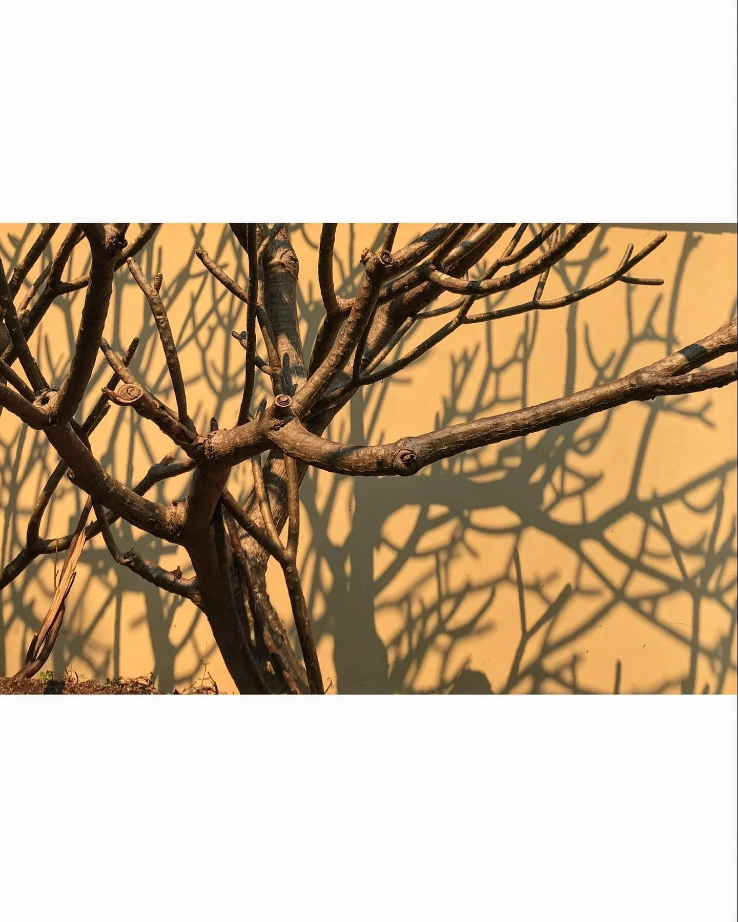 Frangipani dancing in late afternoon sun #frangipani #shadow #shadows #sunshine #spring #springtime