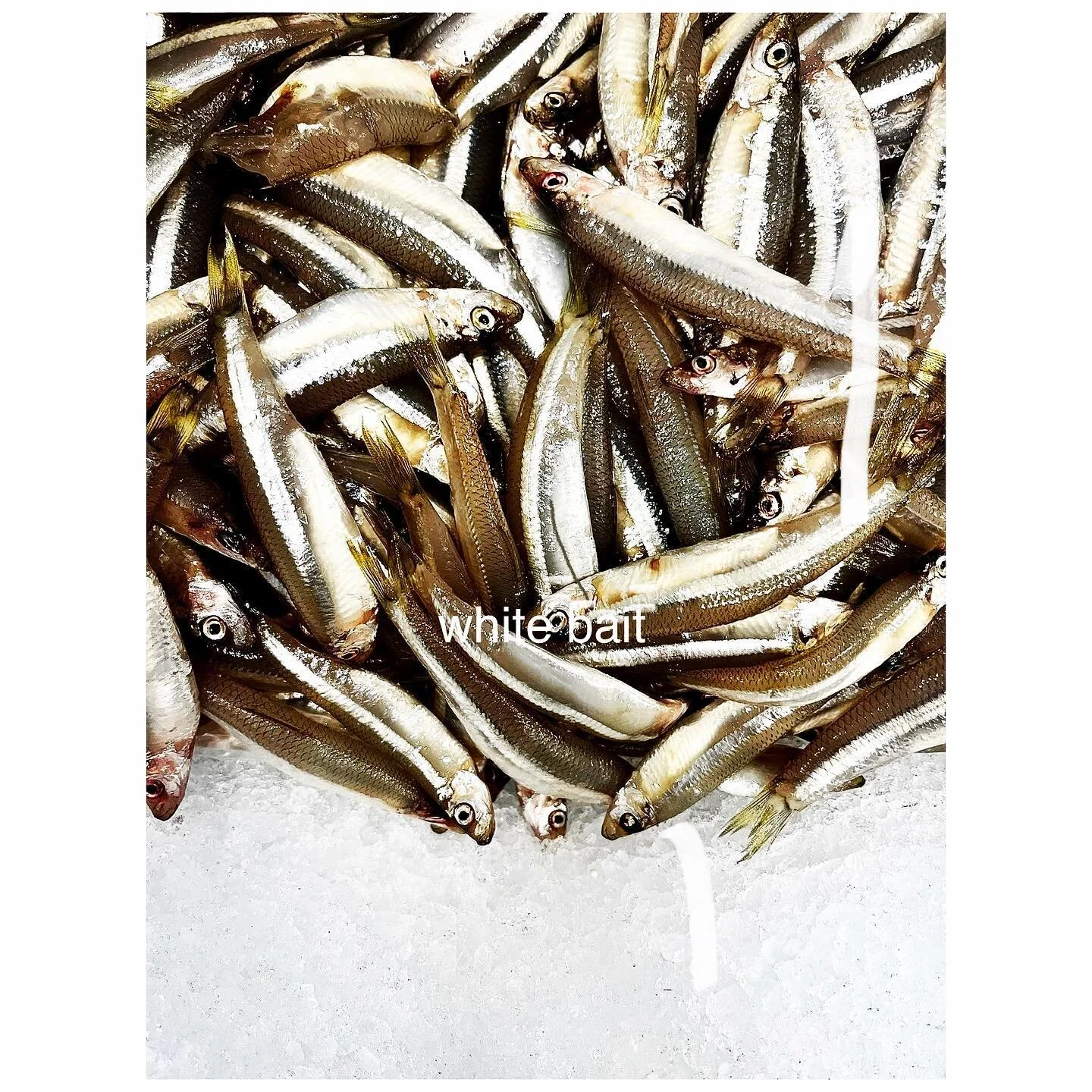 Gone fishing #seafood #fish #fishing #whitebait #pittwater #stylist #styling #happy
