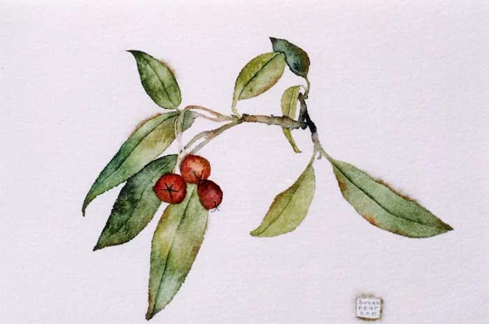 cherries.jpg