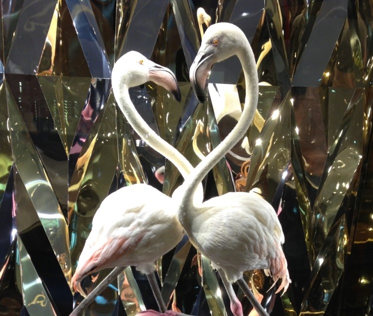 Flamingos.jpg