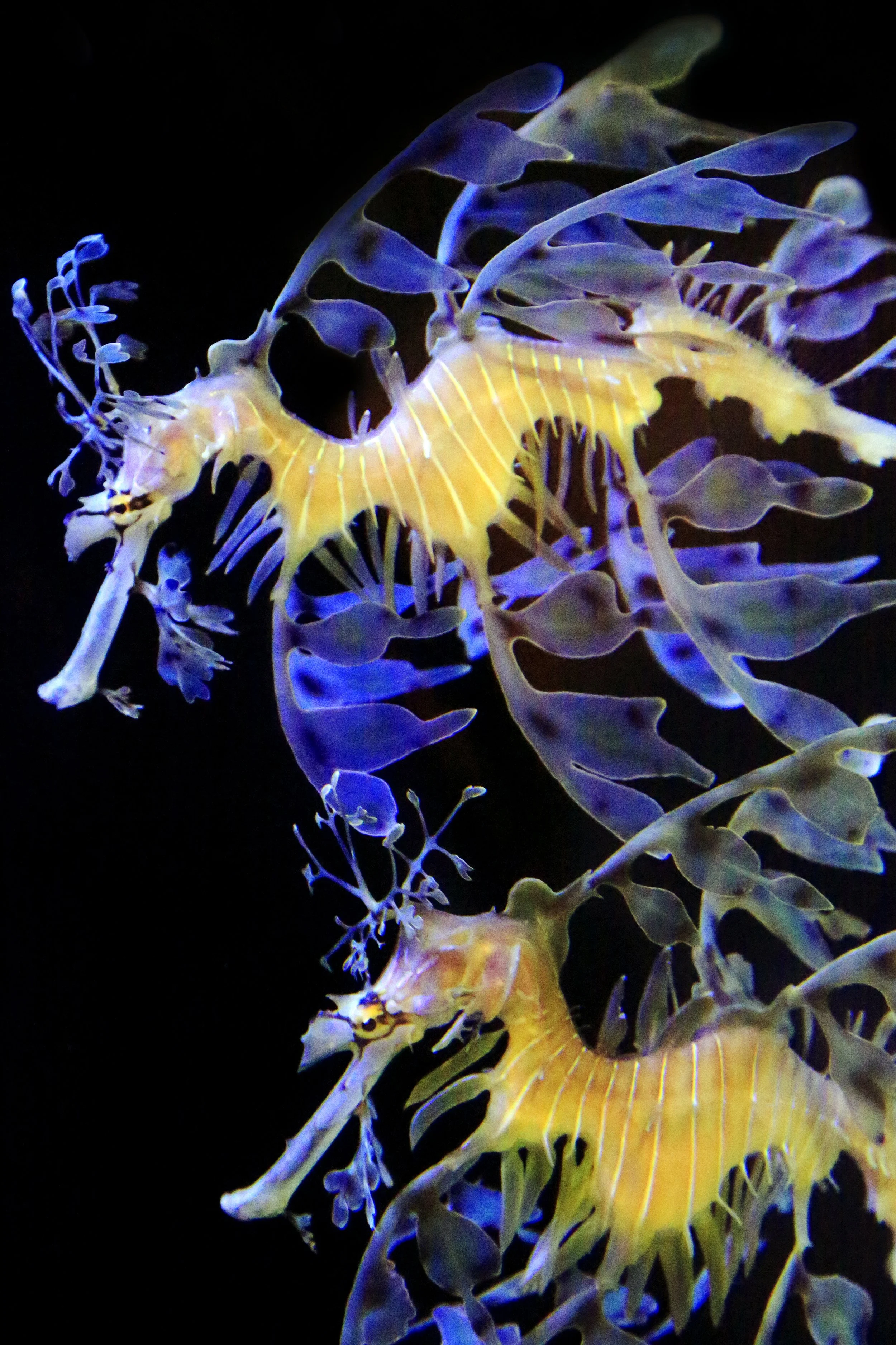 Dragon Seahorse Pair-1410.jpg