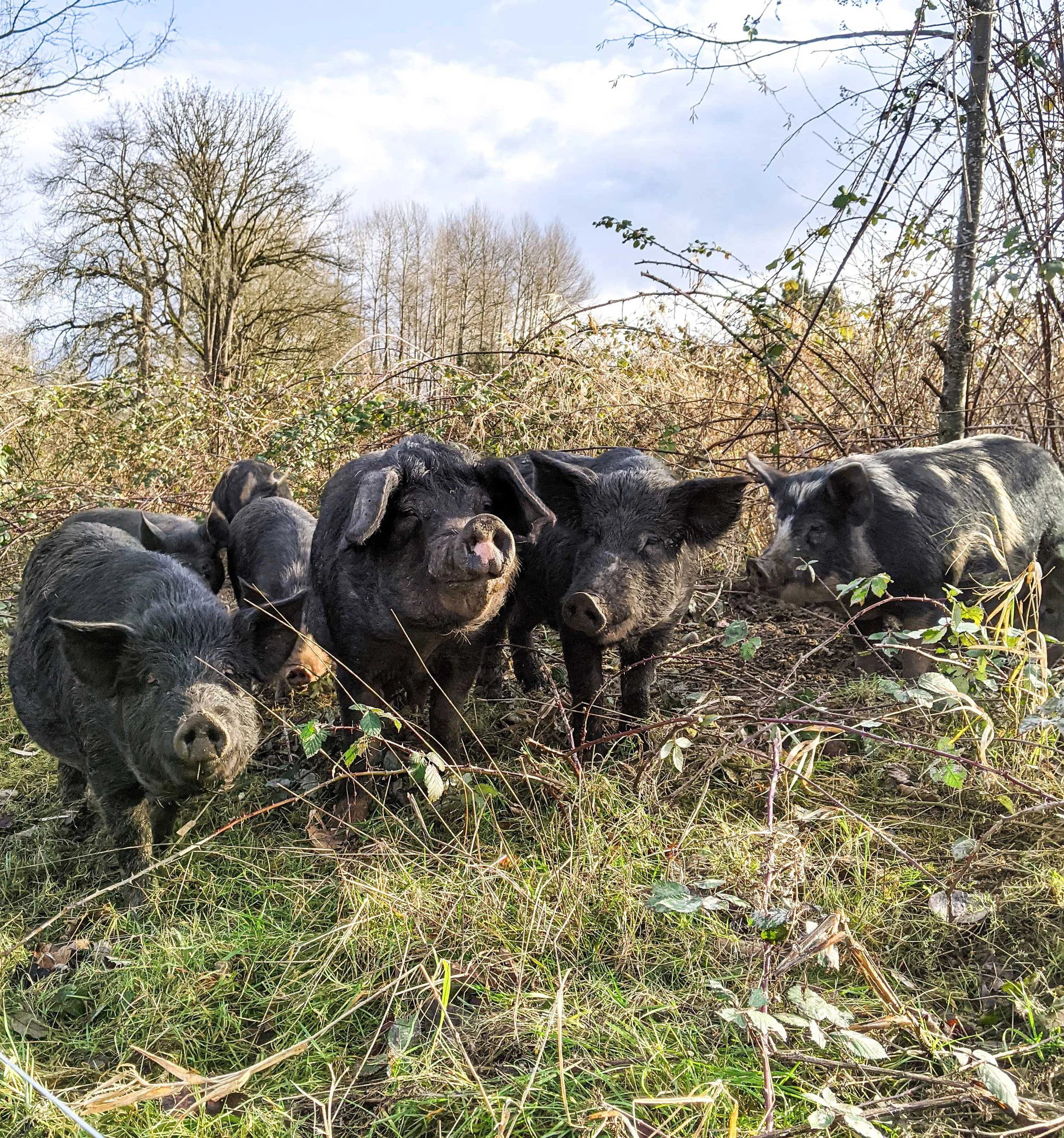 nls_pigs-pasture.jpg