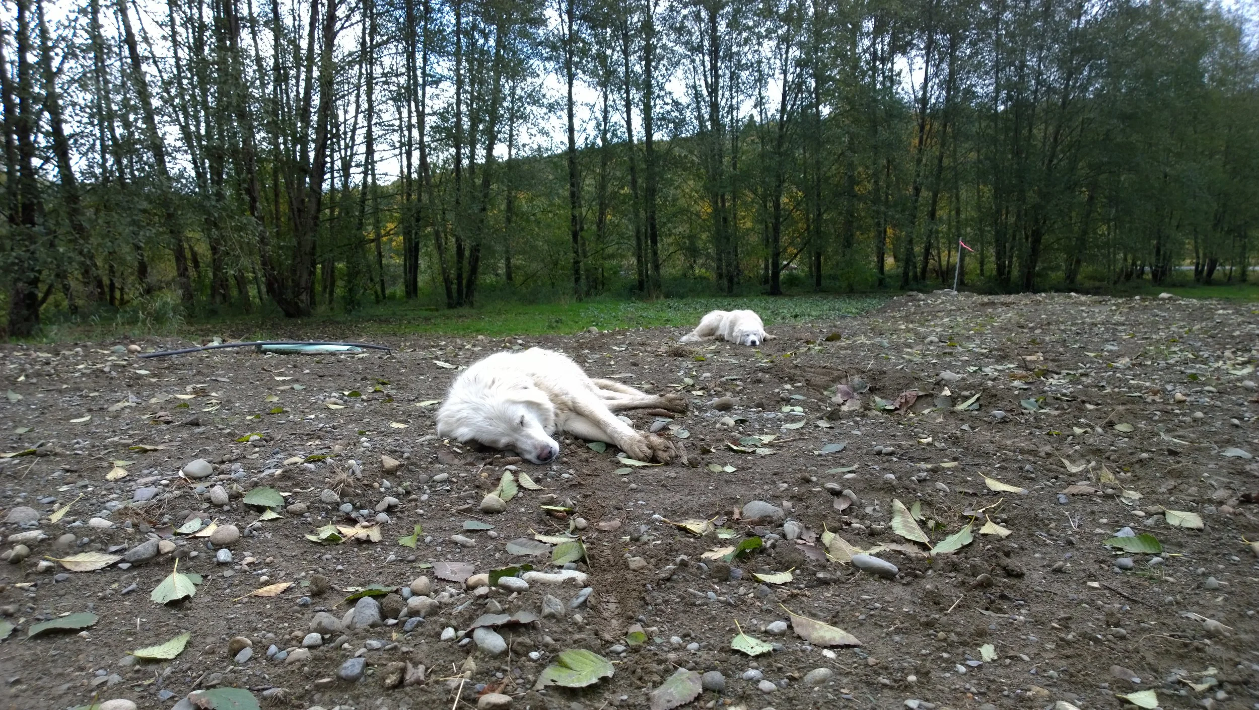 NLS_dogs_pad.jpg