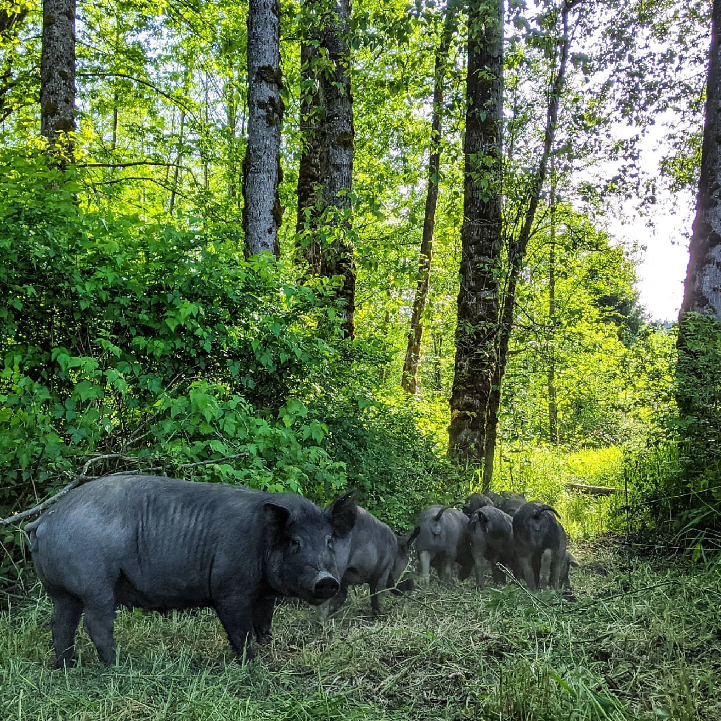 Quiet snorts and wagging tails... Yep, we think these ladies approve of their new home. 

#pastureraised #pasturedpigs #heritagebreed #largeblack #kunekune #mangalitsa #berkshire #pigfarming #ladiesfirst