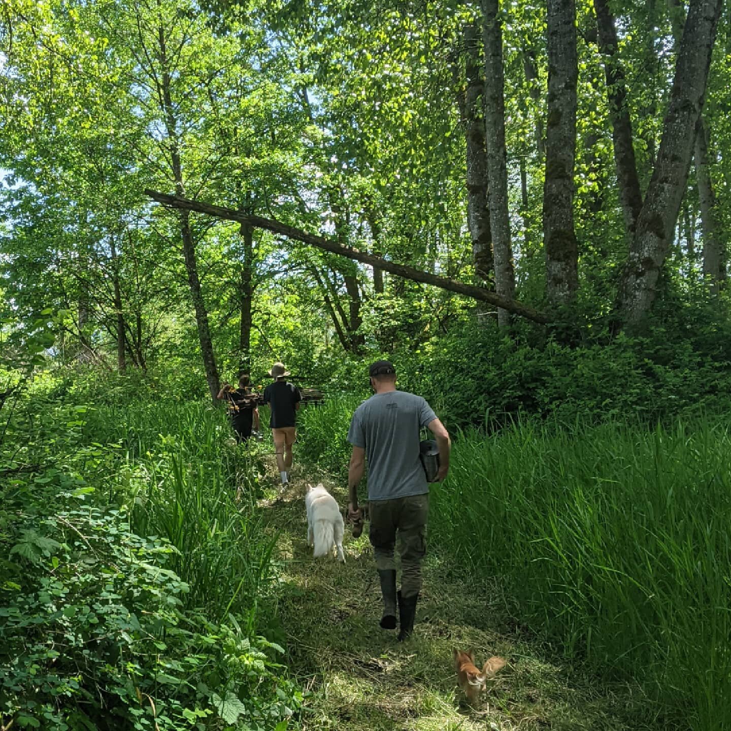 All hands and paws on deck to set up a new paddock for our pigs. Our sows will call a portion of our woods their summer home. 

#pastureraised #heritagehogs #pasturedpigs #fencing #farmlife #farmdogs