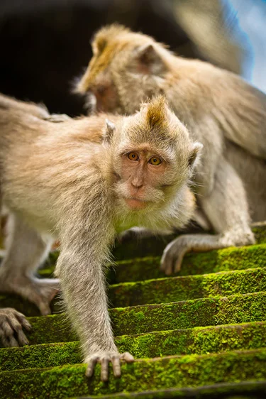 BaliMacaque1-2.jpg