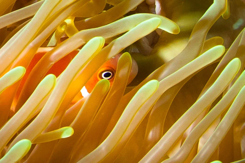 Clownfish.jpg