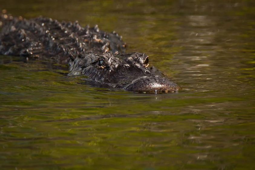 Gator1.jpg
