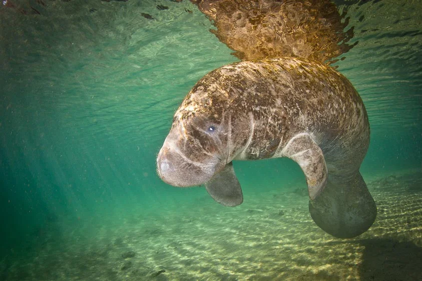 Manatee1.jpg