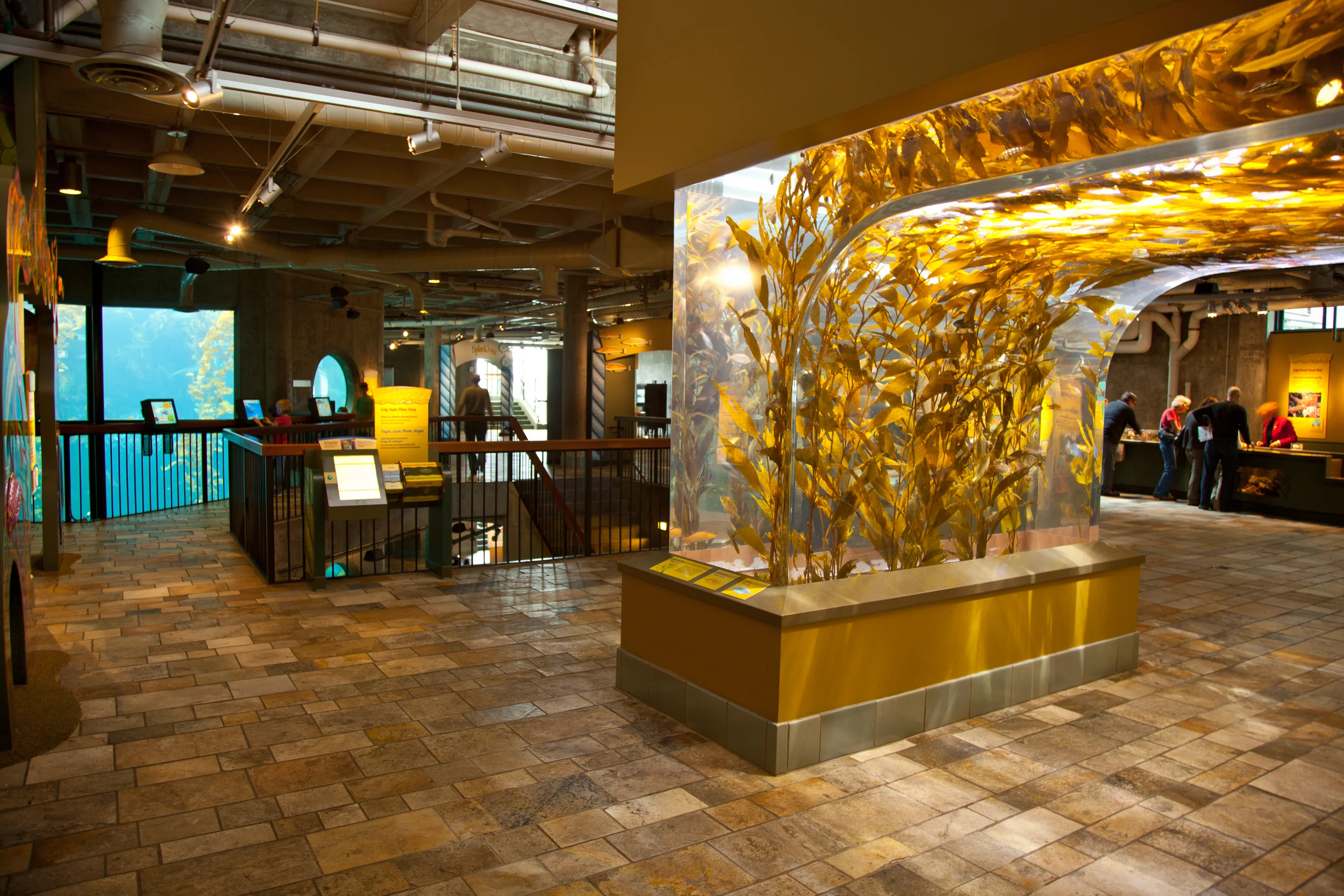 MB_Aquarium_Kelp_Exhibit.jpg