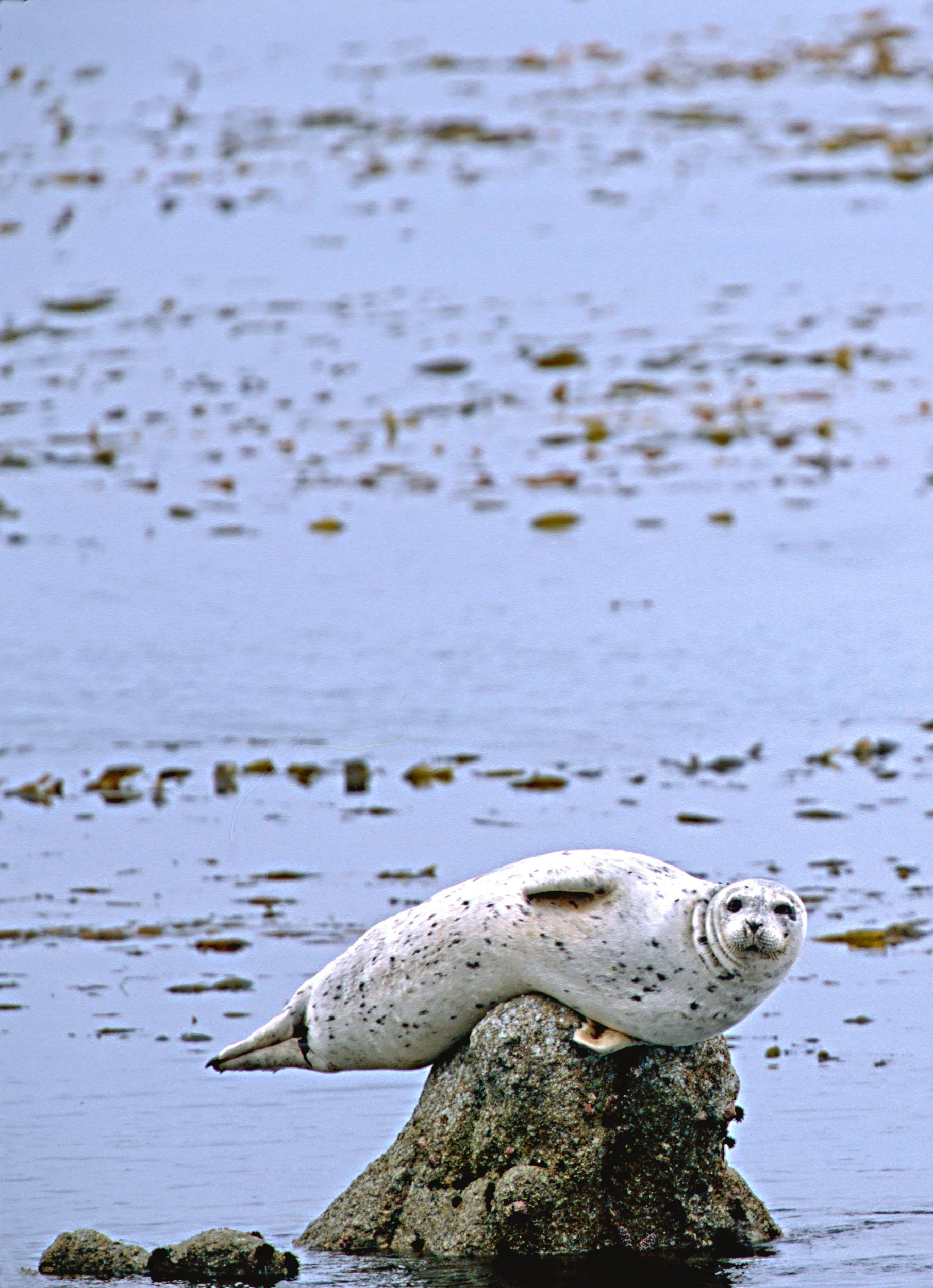 Seal_on_Rock.jpg