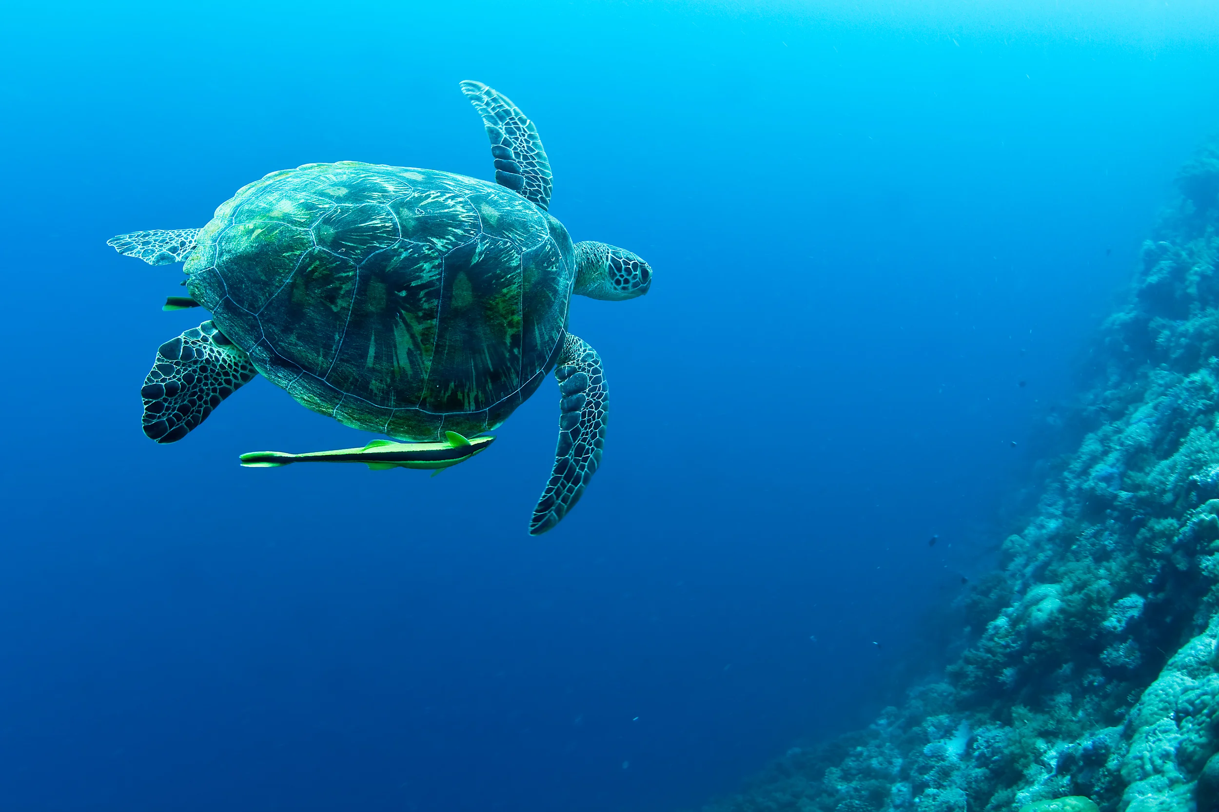 Green_Turtle_Palau.jpg