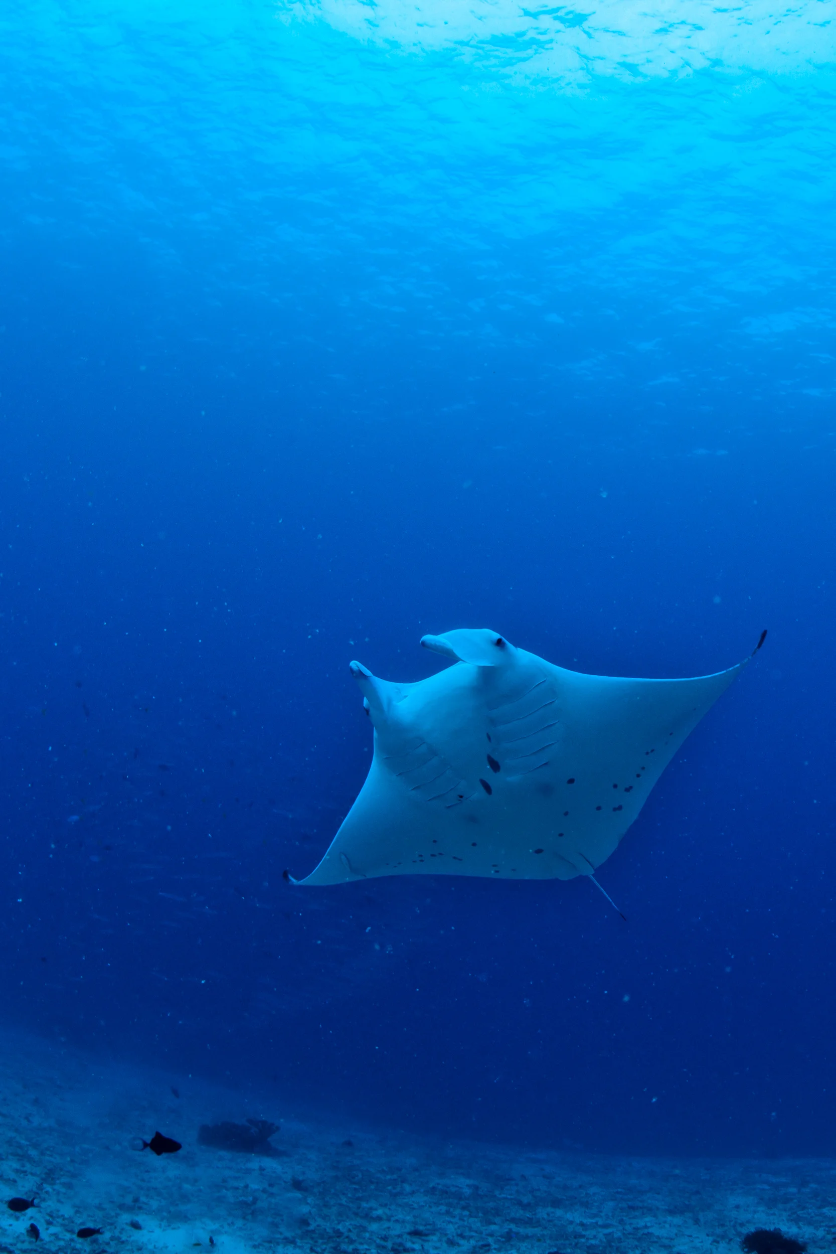 Juvenile_Manta_Palau.jpg