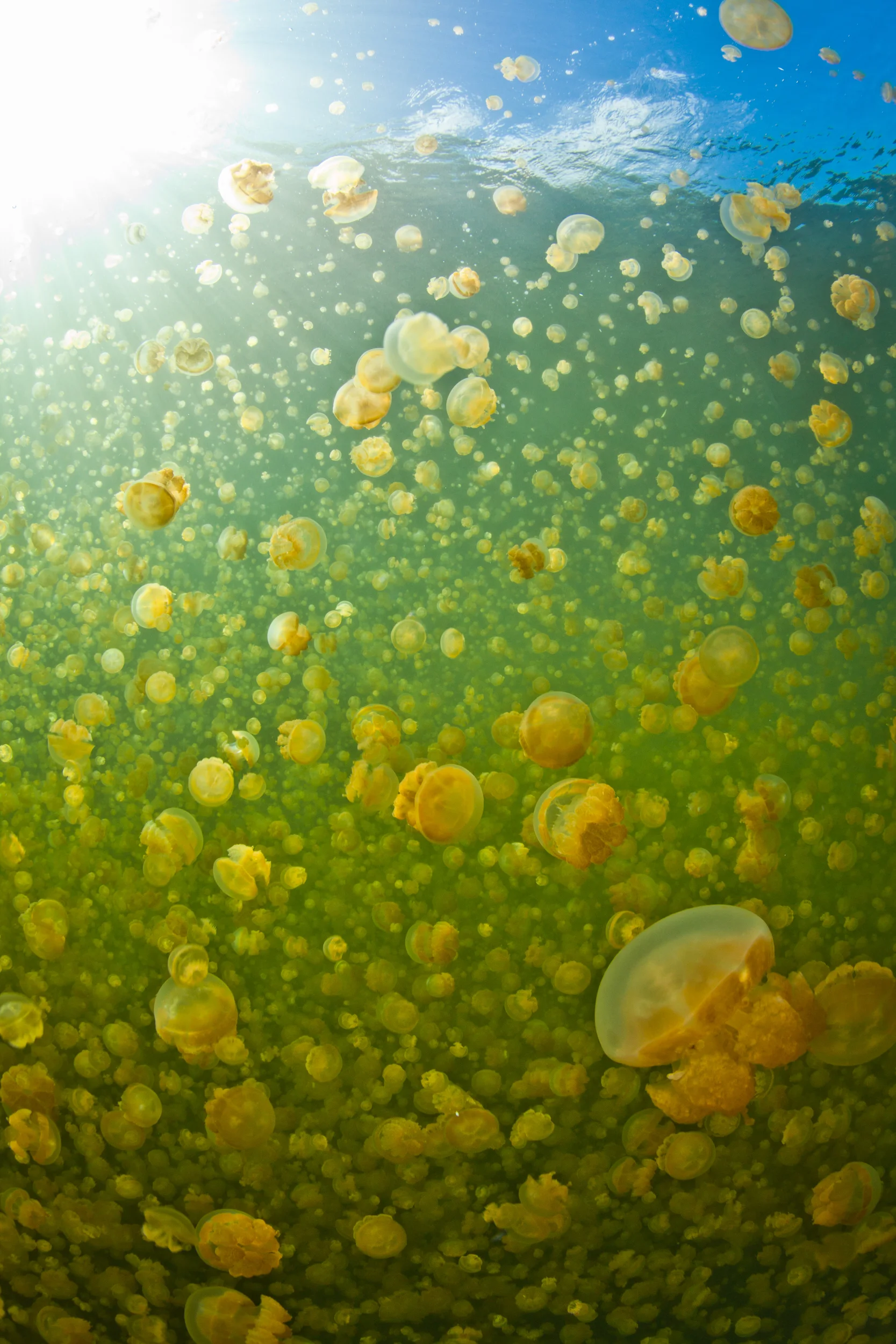 Jellies_Palau_Vert.jpg