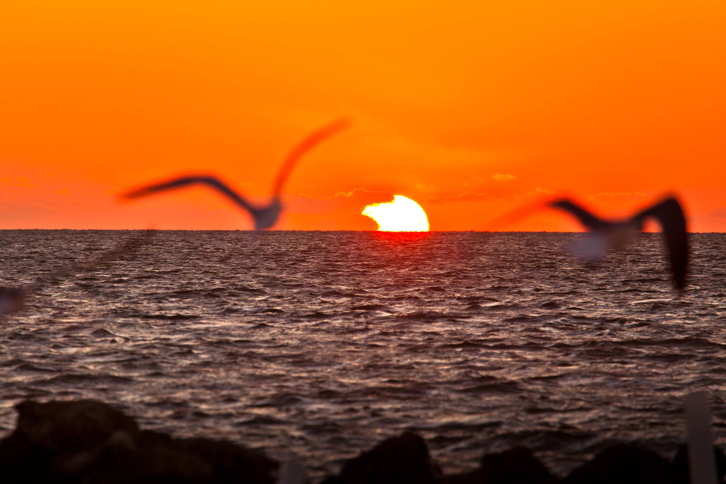 Sunset_Seagulls_FL.jpg