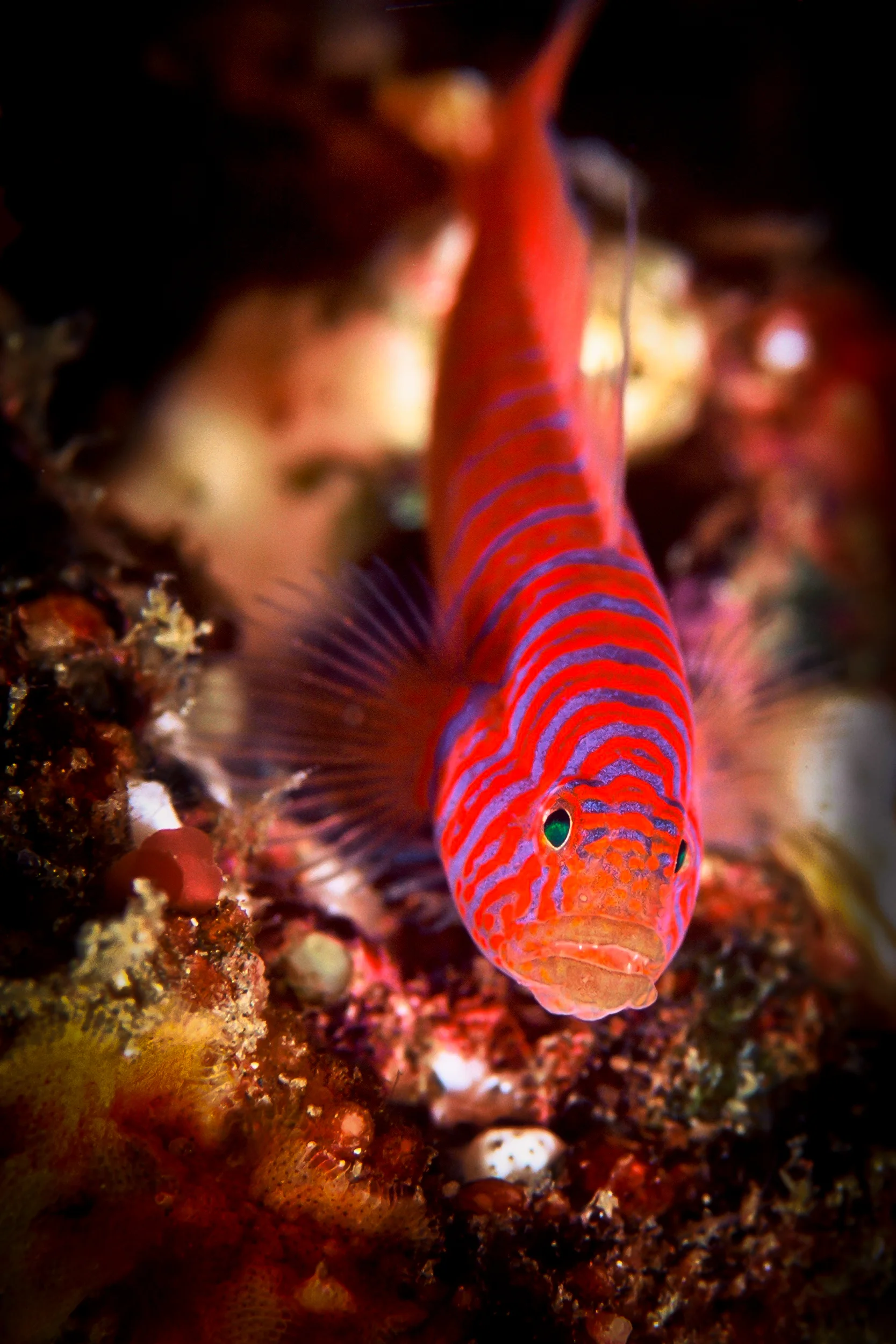 Zebra_Goby.jpg