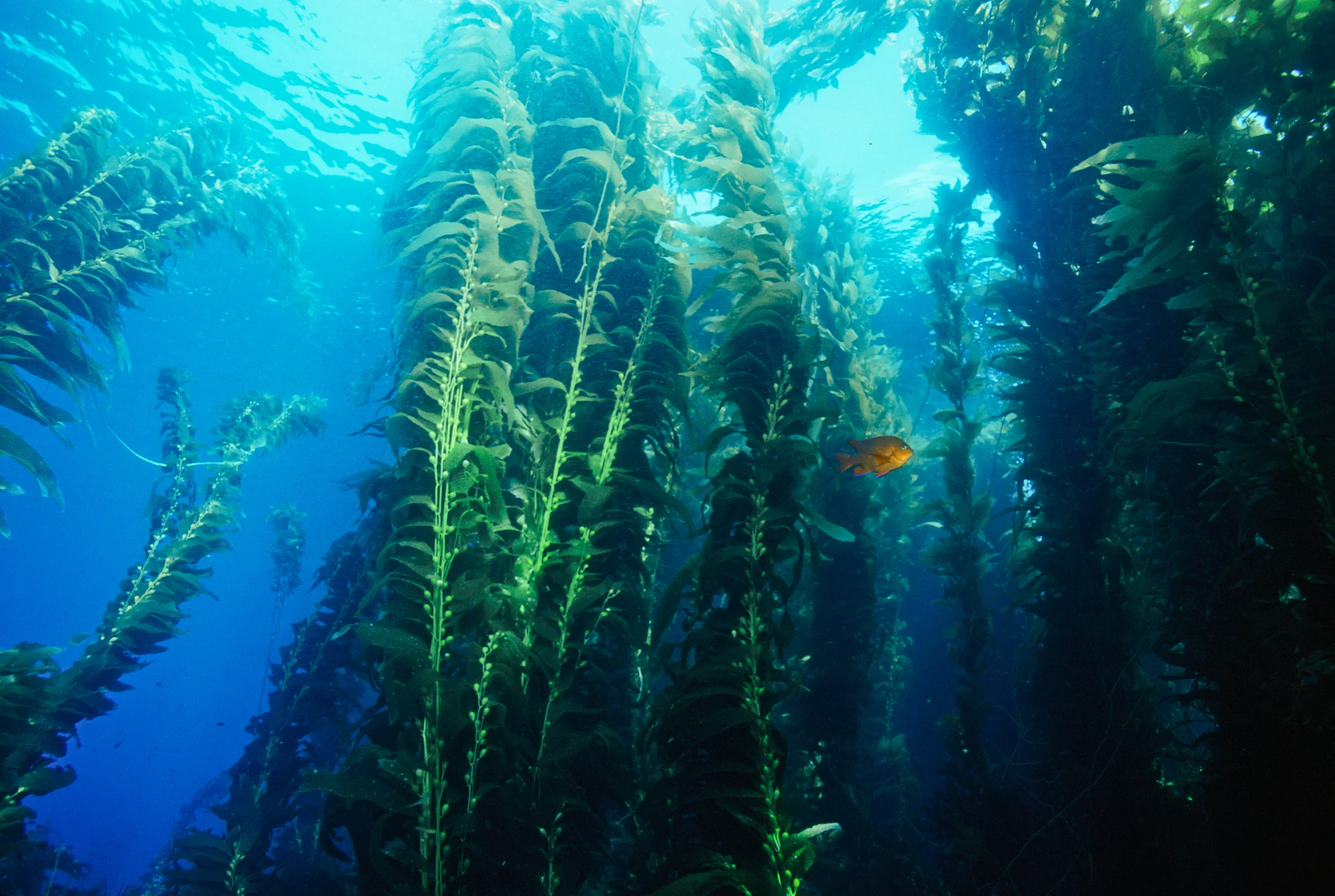 Kelp_Bed_w__Garibaldi.jpg