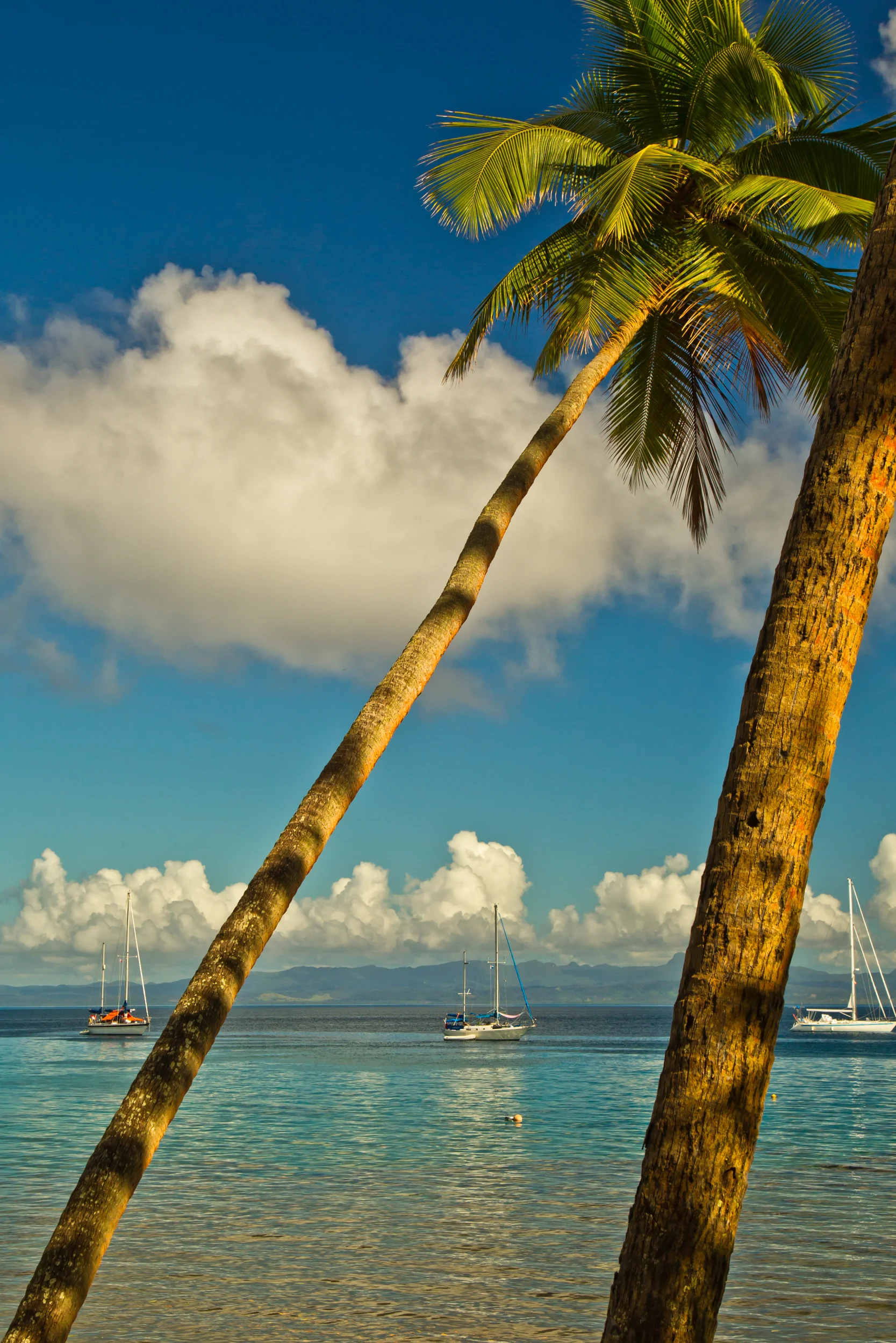 Palms_Sailboats_Fiji.jpg