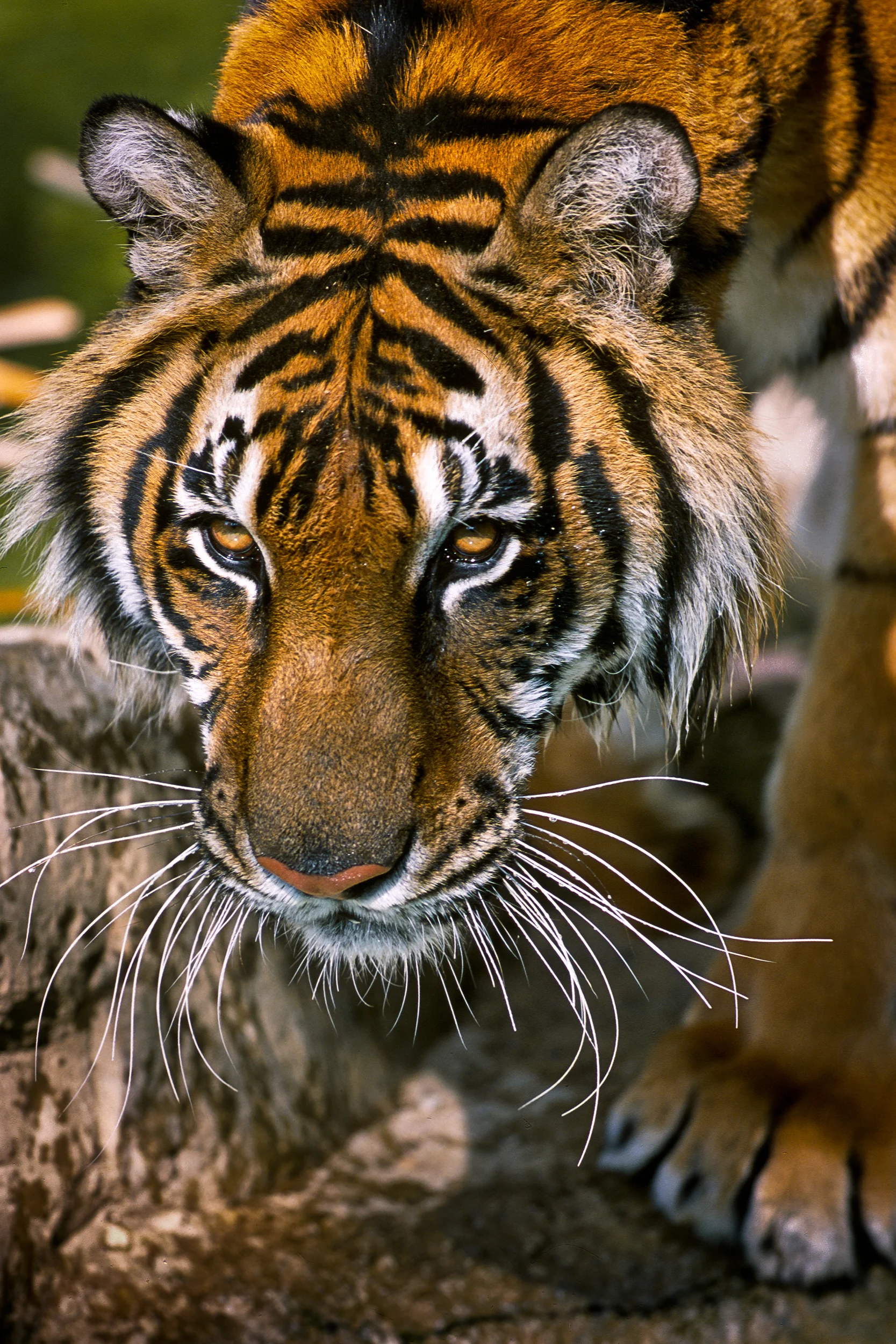 Tiger.jpg