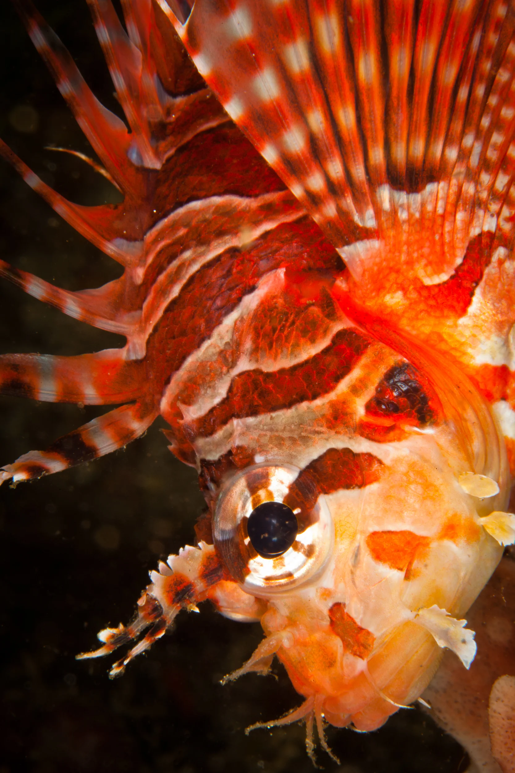 Bali_Lionfish.jpg