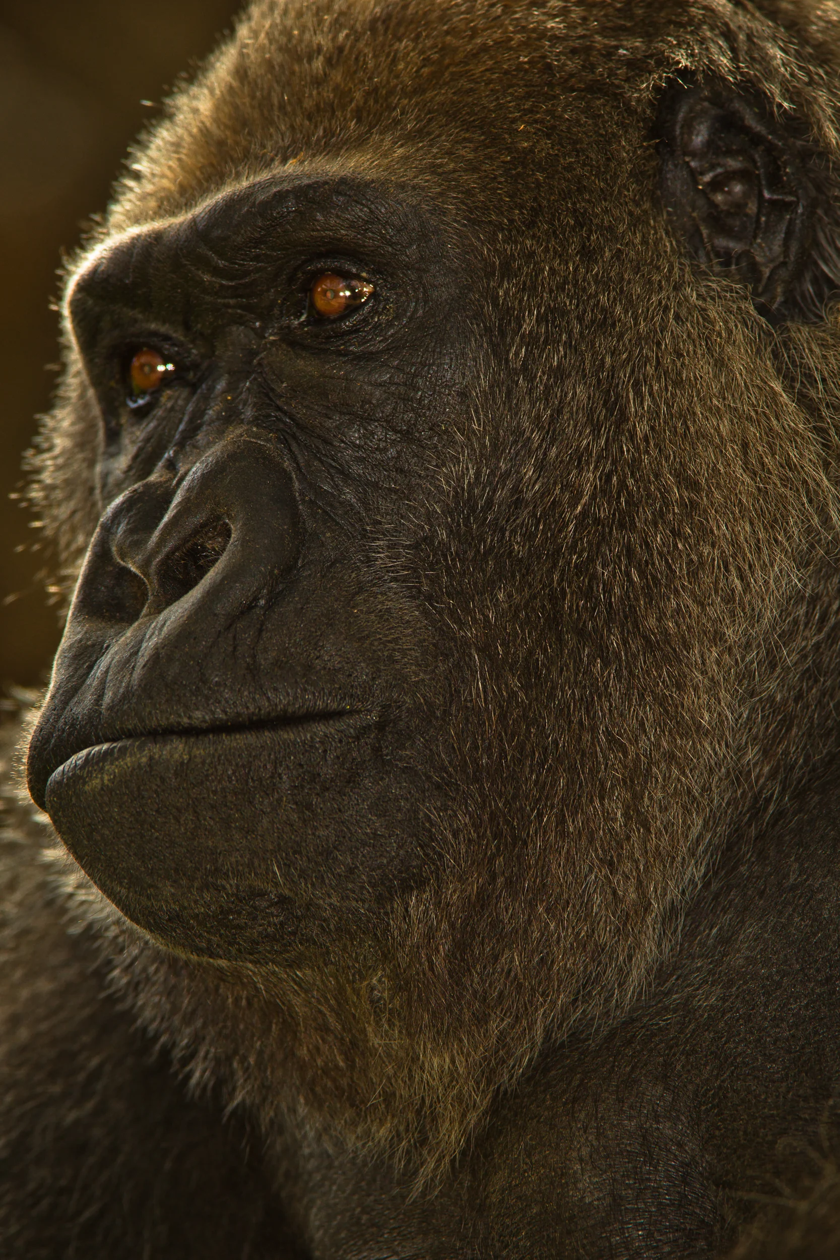 Gorilla1.jpg