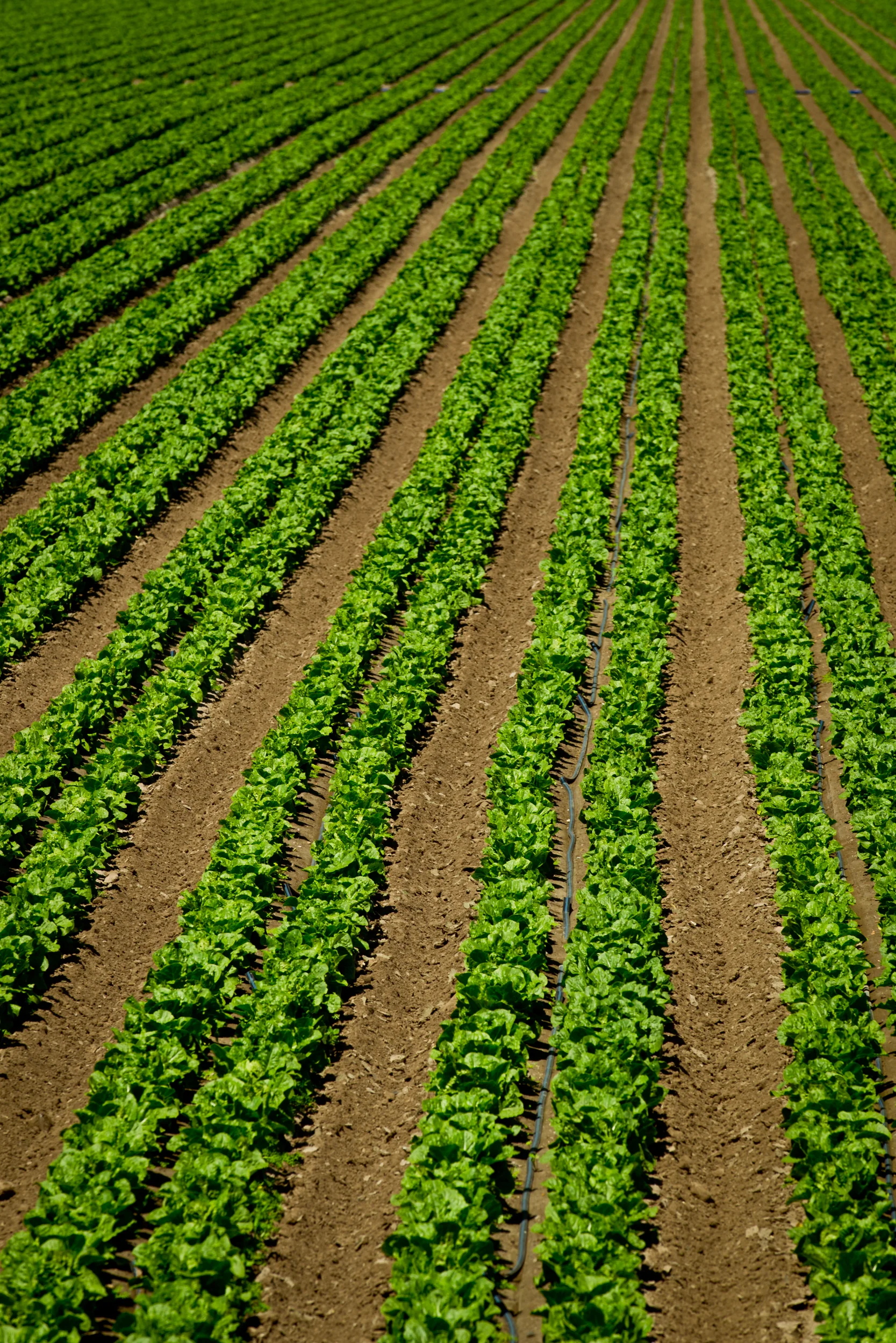 Crops.jpg