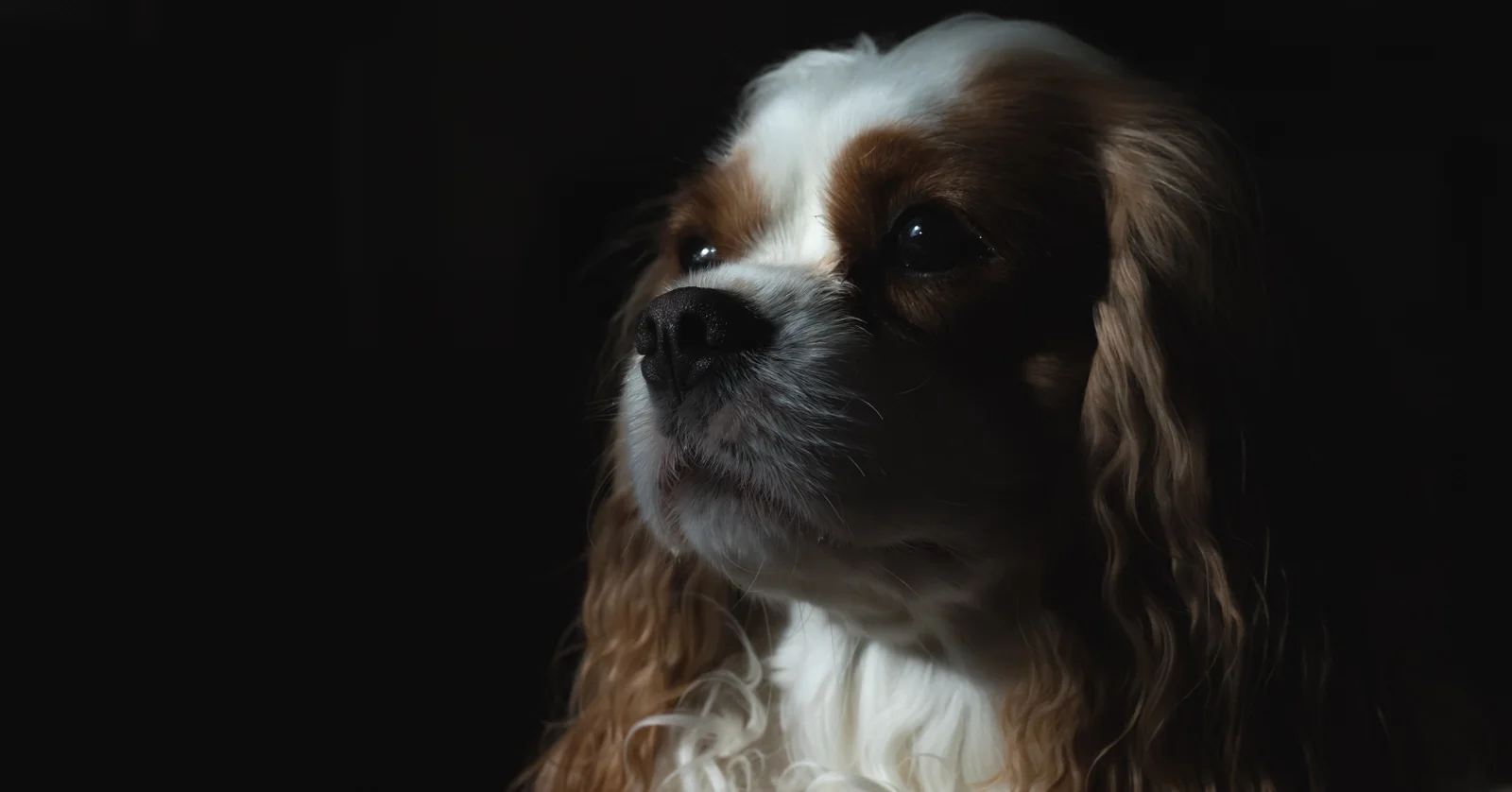 Cavalier King Charles Spaniel