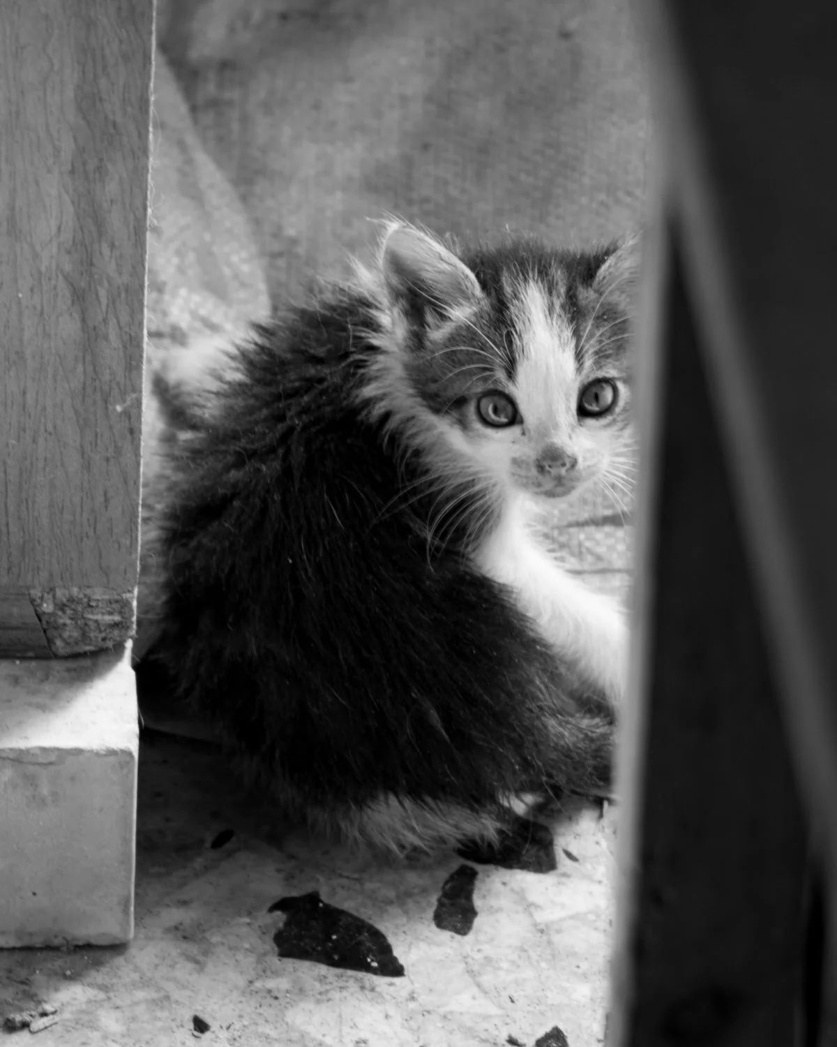 Stray Kitten