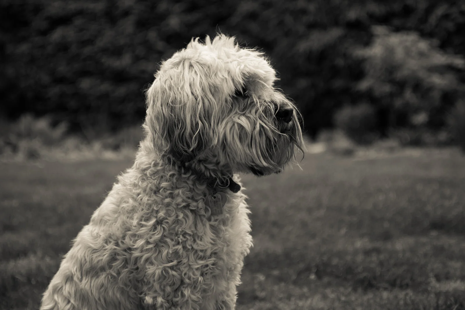 Soft Coated Wheaten Terrier