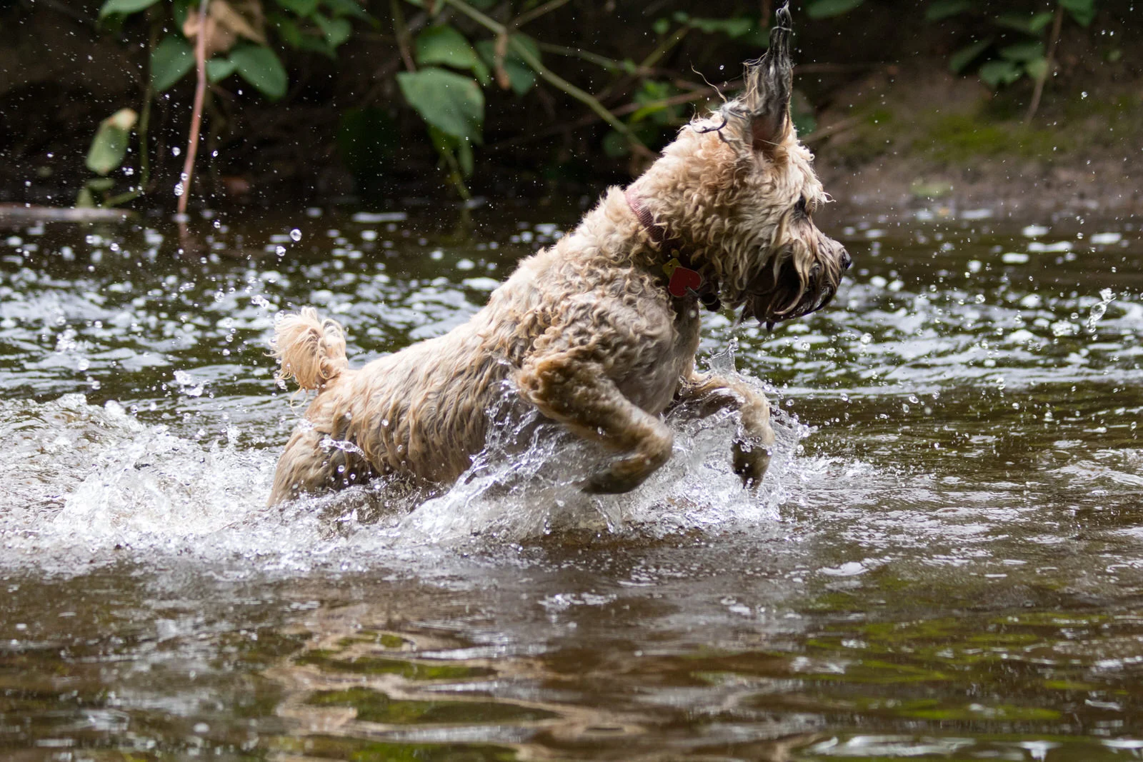 Soft Coated Wheaten Terrier