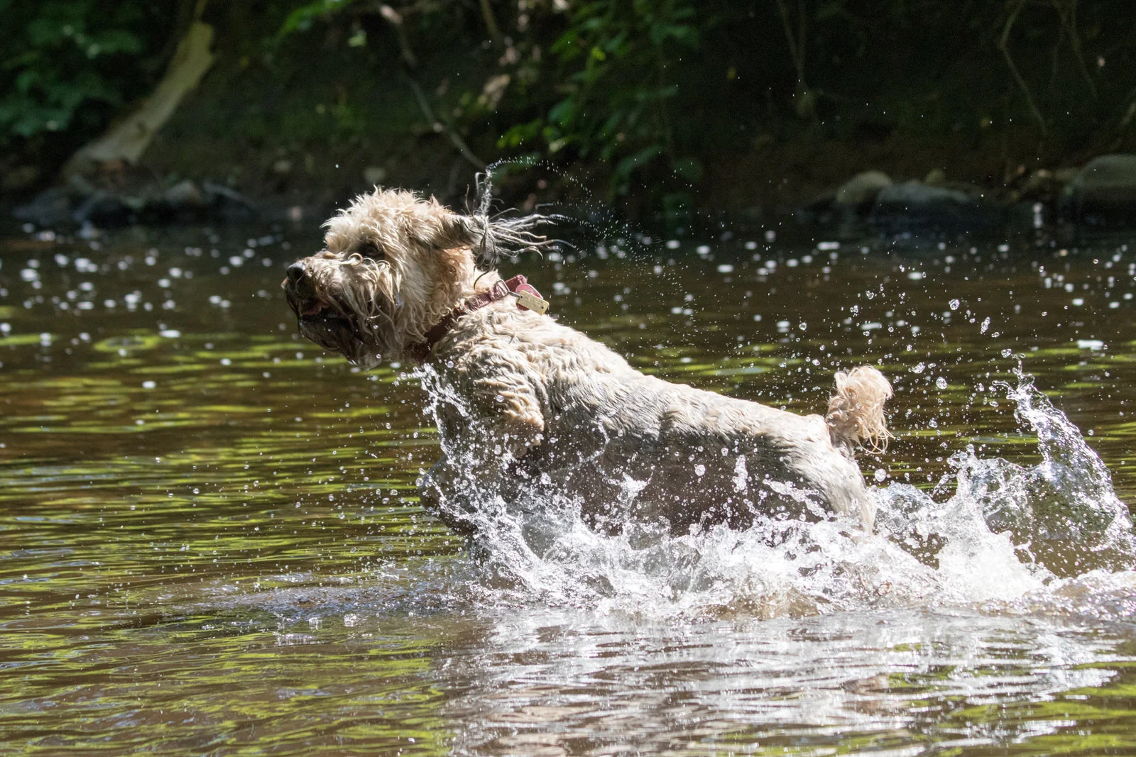 Soft Coated Wheaten Terrier