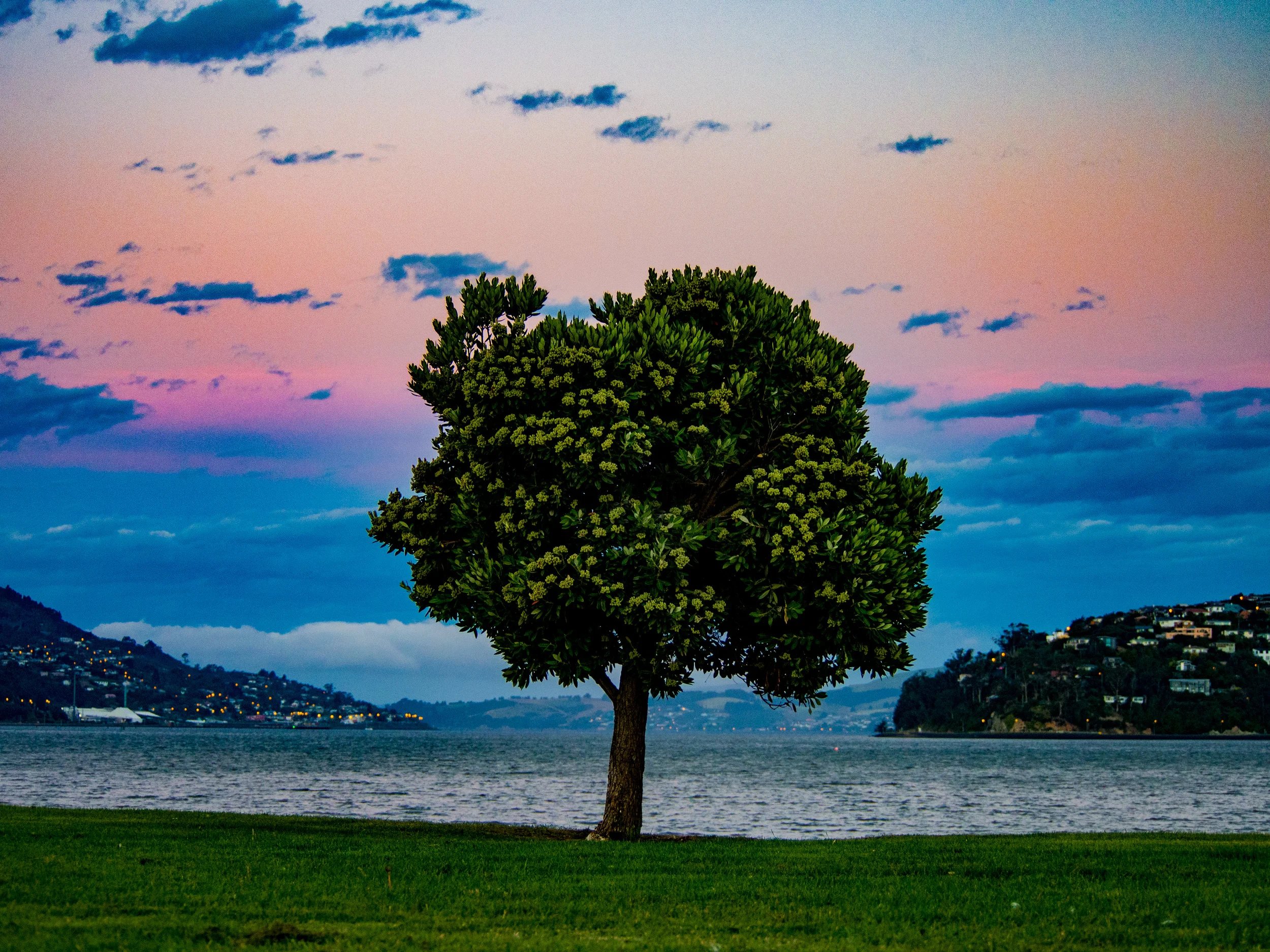 Dunedin harbour tree at sunset