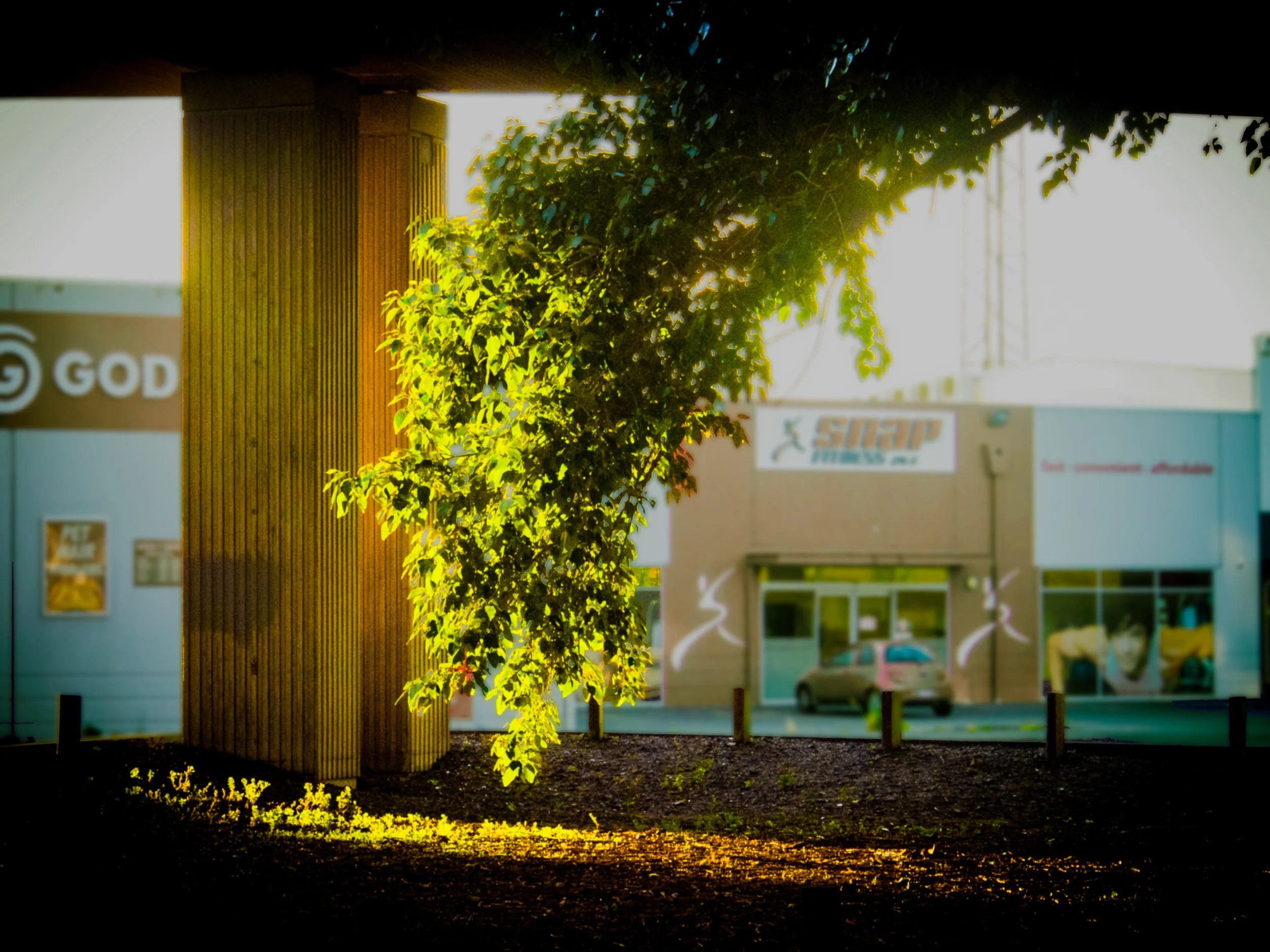Dunedin illuminated branch of a tree