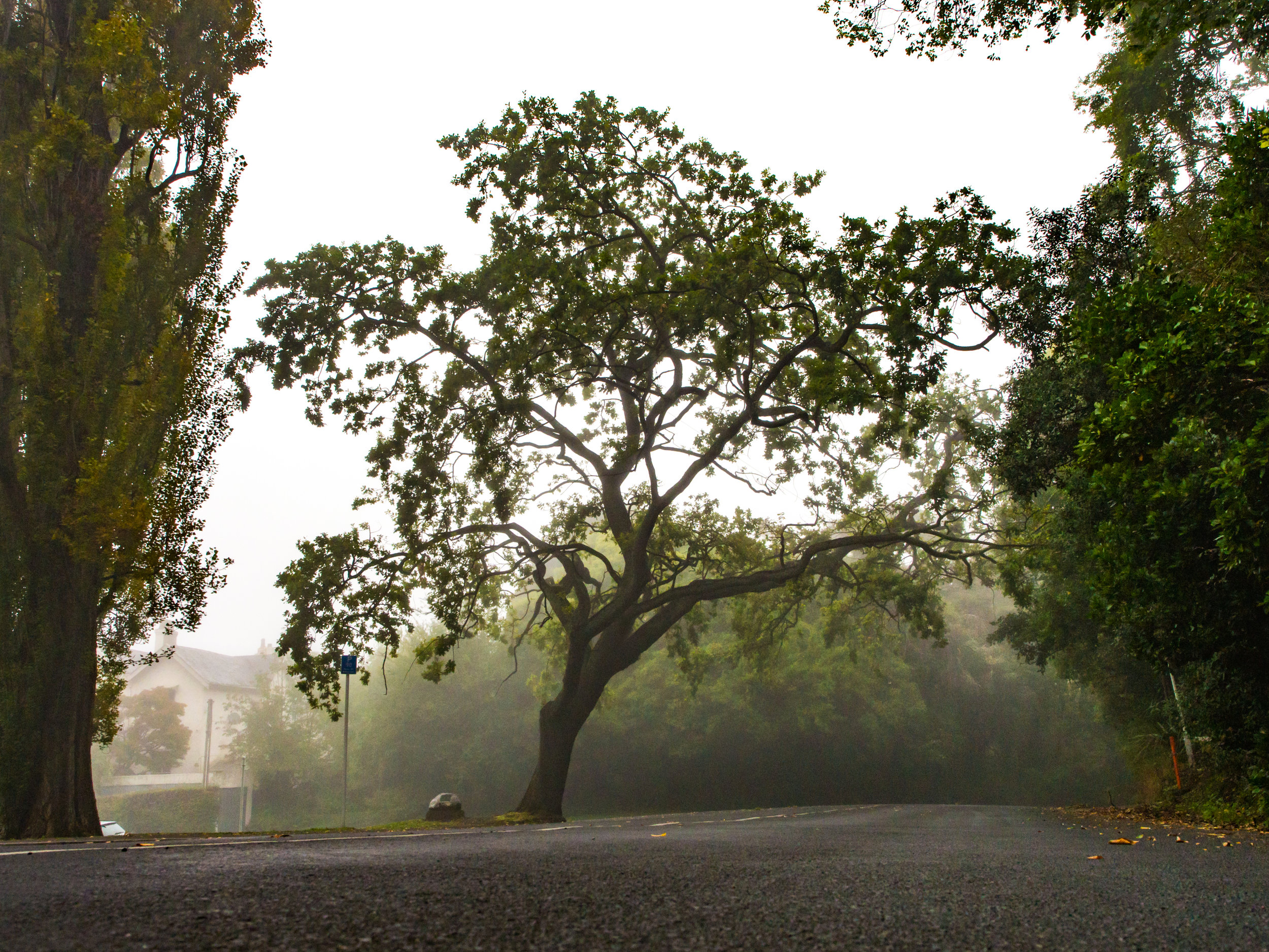 Dunedin tree