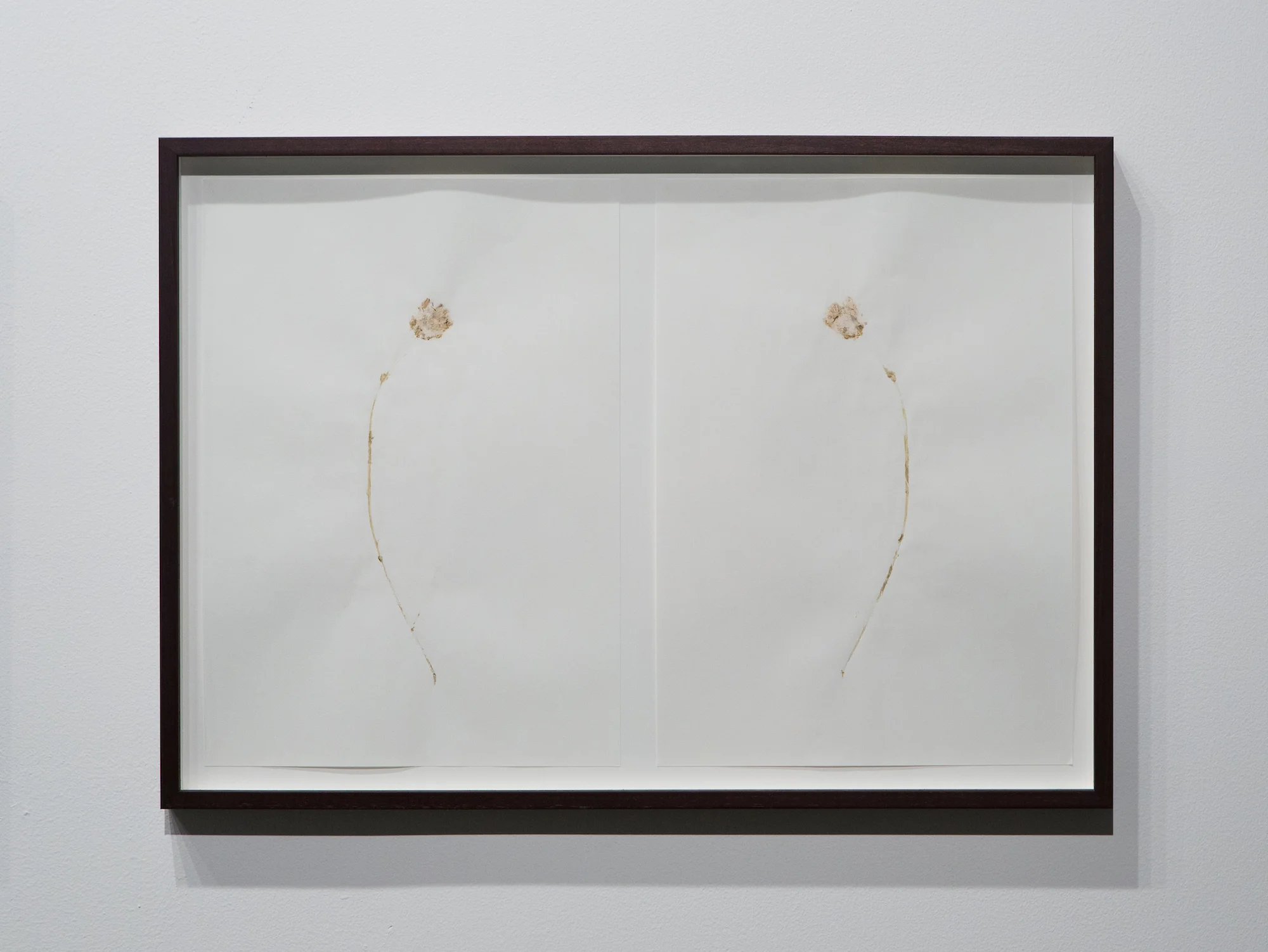 Crepis biennis No. 1 2014 Flower pressing diptych on Hahnemühle Bamboo paper 105g 47.5 x 67.5 cm