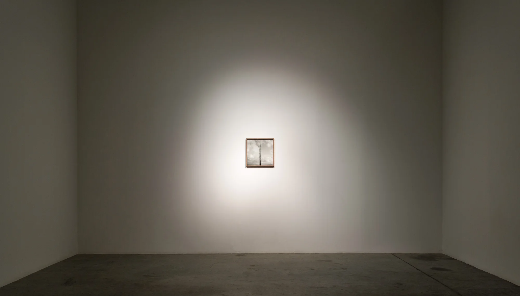 Installation view / Lupus