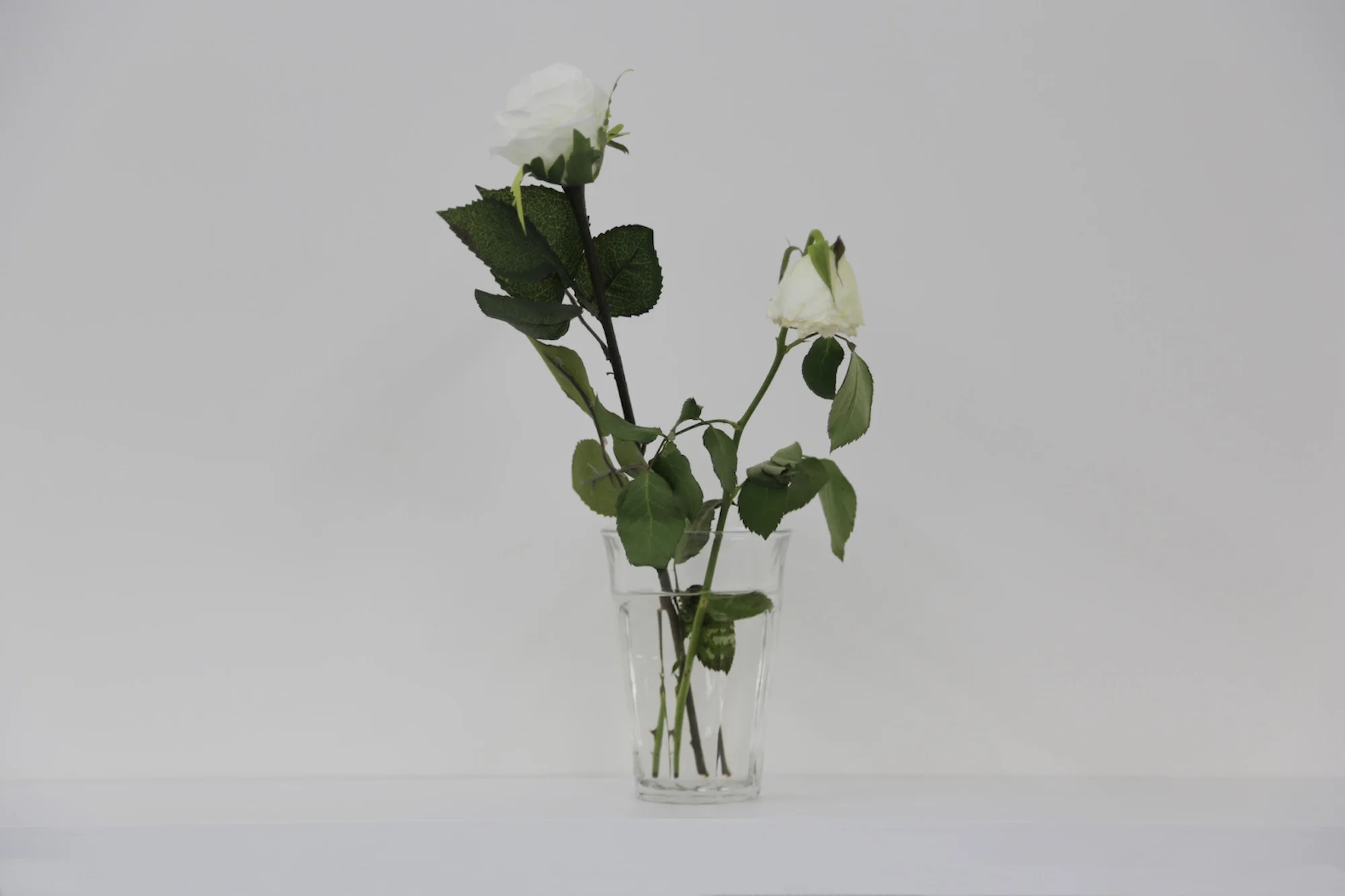 Stéphanie Saadé Faux-jumeaux 2014 Natural white rose, artificial white rose, vase 15 x 30 cm