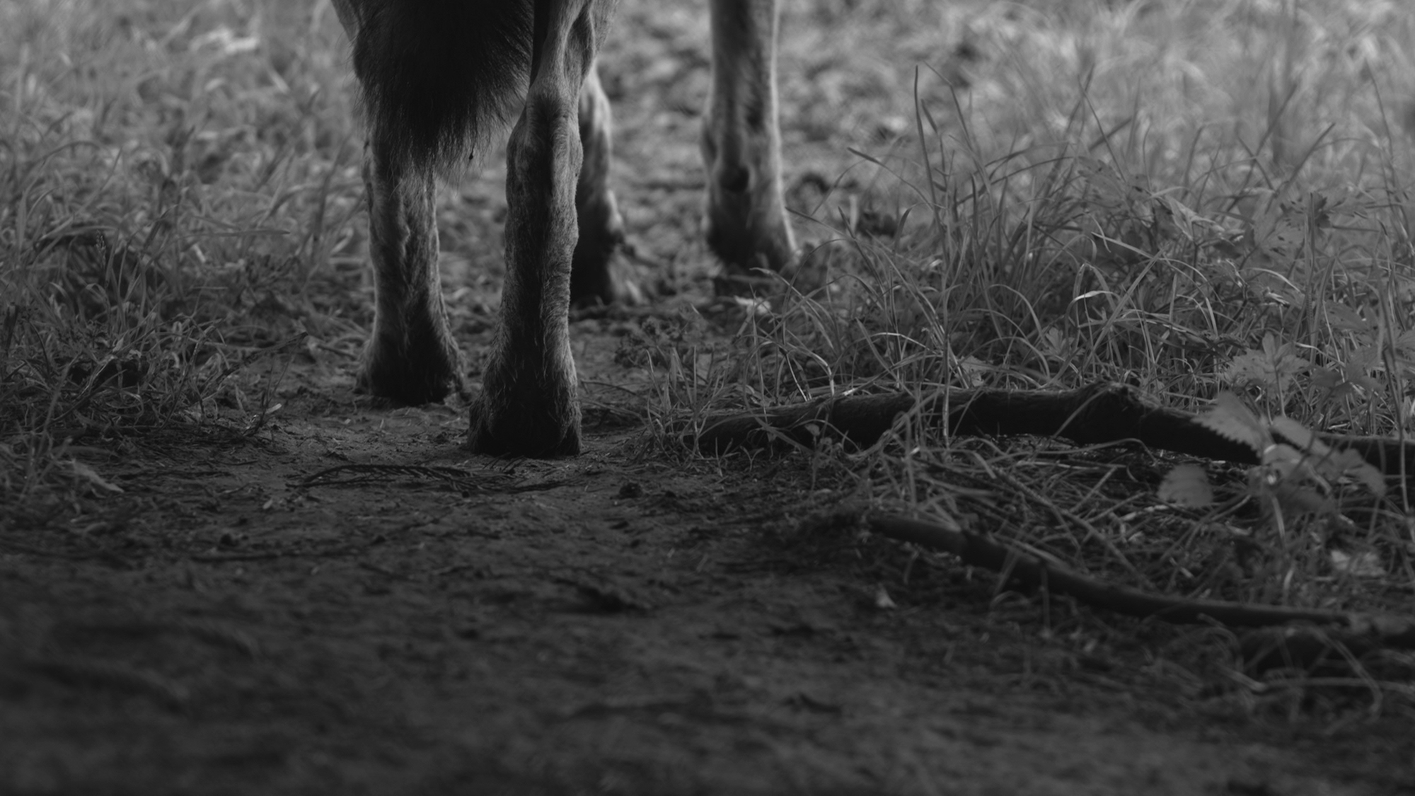 Michael John Whelan From the Mountain 2014 Single channel HD video, black and white, sound, 00:08:50