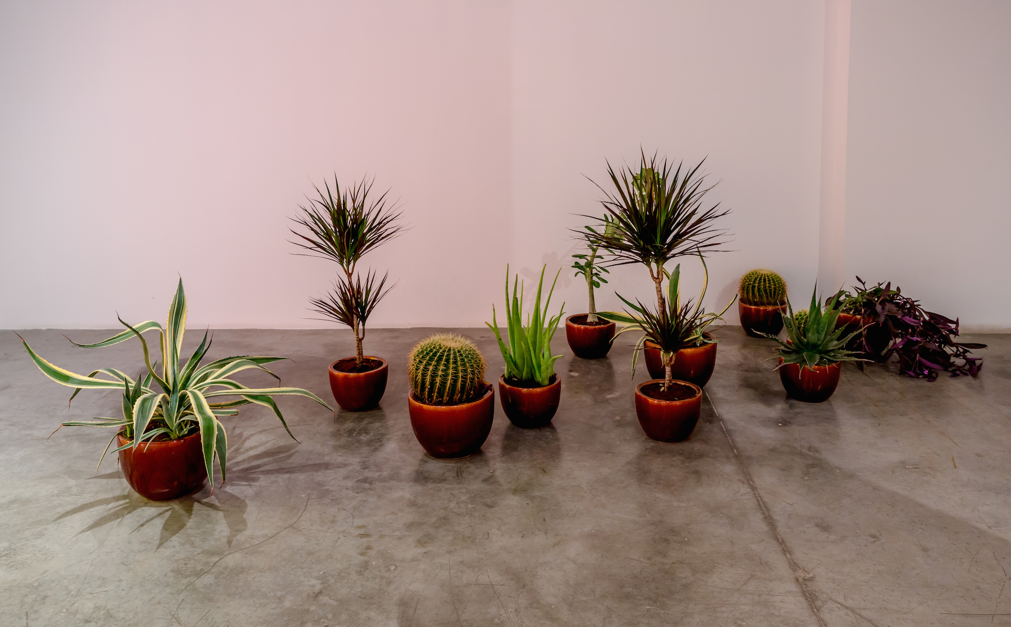  xxx, xx, x 2016  Agave parryi, Aloe vera, Golden barrel cacti, Agave americana, Mock azalea, Dracaena marginata, ceramic pots Dimensions variable 