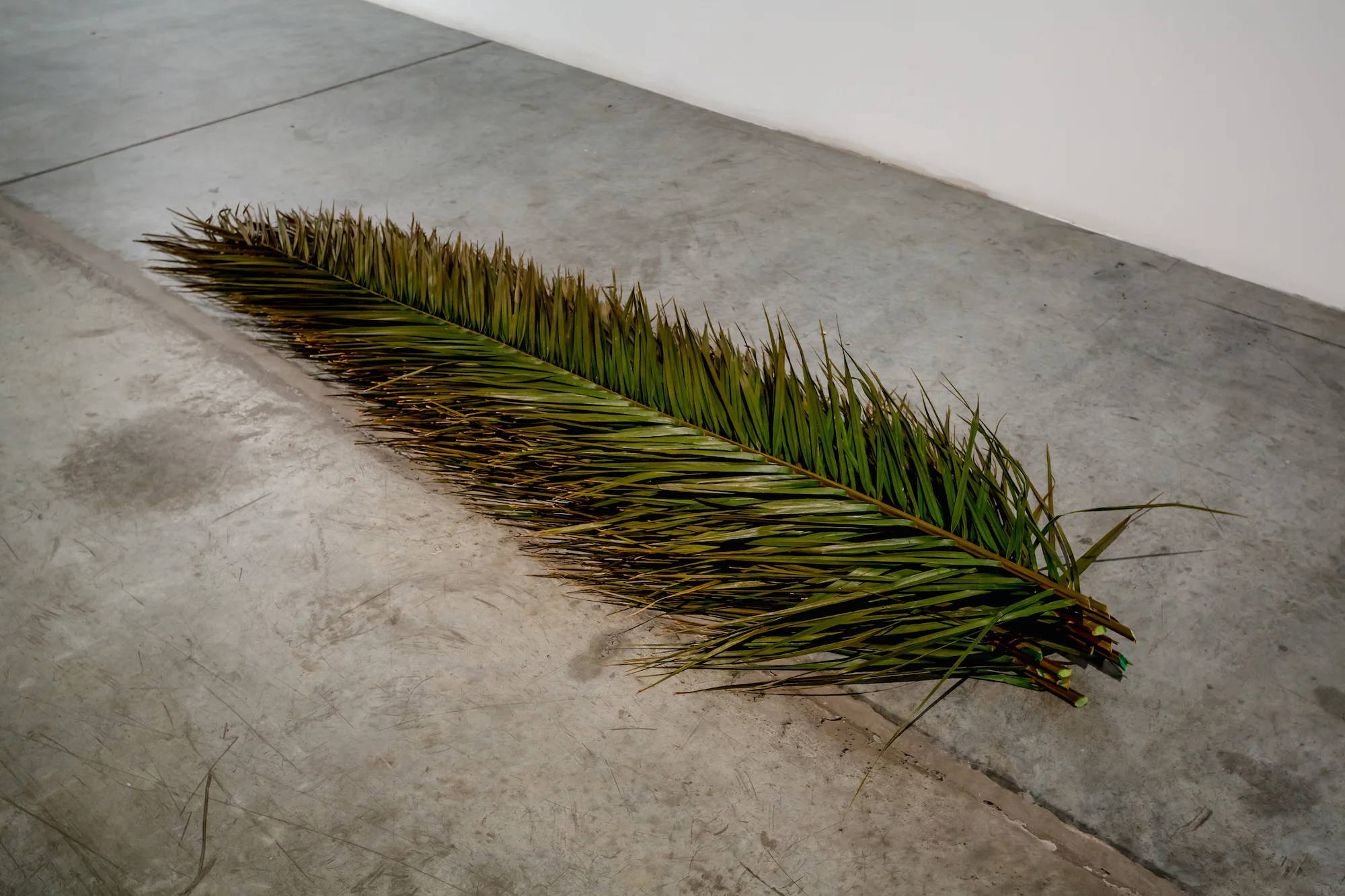 Palm leaves 2016 Twelve preserved palm leaves Dimensions variable