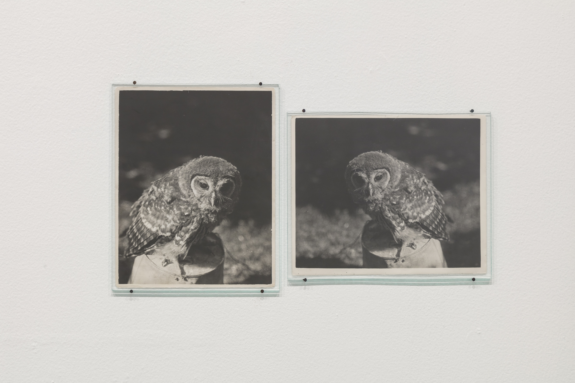  Daniel Gustav Cramer  Owl (1932 / 1938) 2017 2 found photographs, glass plates, nails 34 x 58 cm 