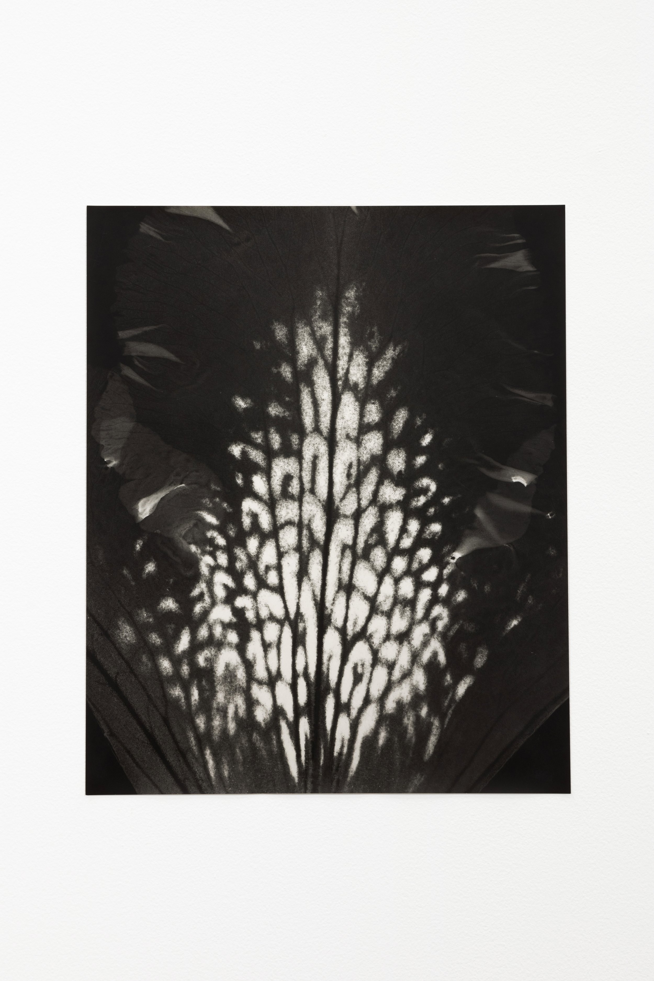  Honeyguides II, 2022, silver gelatin print, 58 x 47 cm, foliogram, unique. a petal of a   Rhododendron   flower was used as a negative    